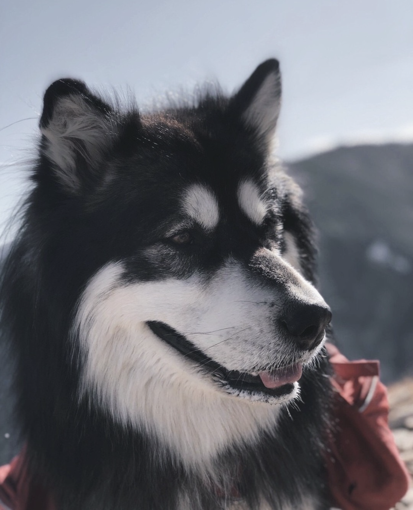 My Love Affair with Malamutes