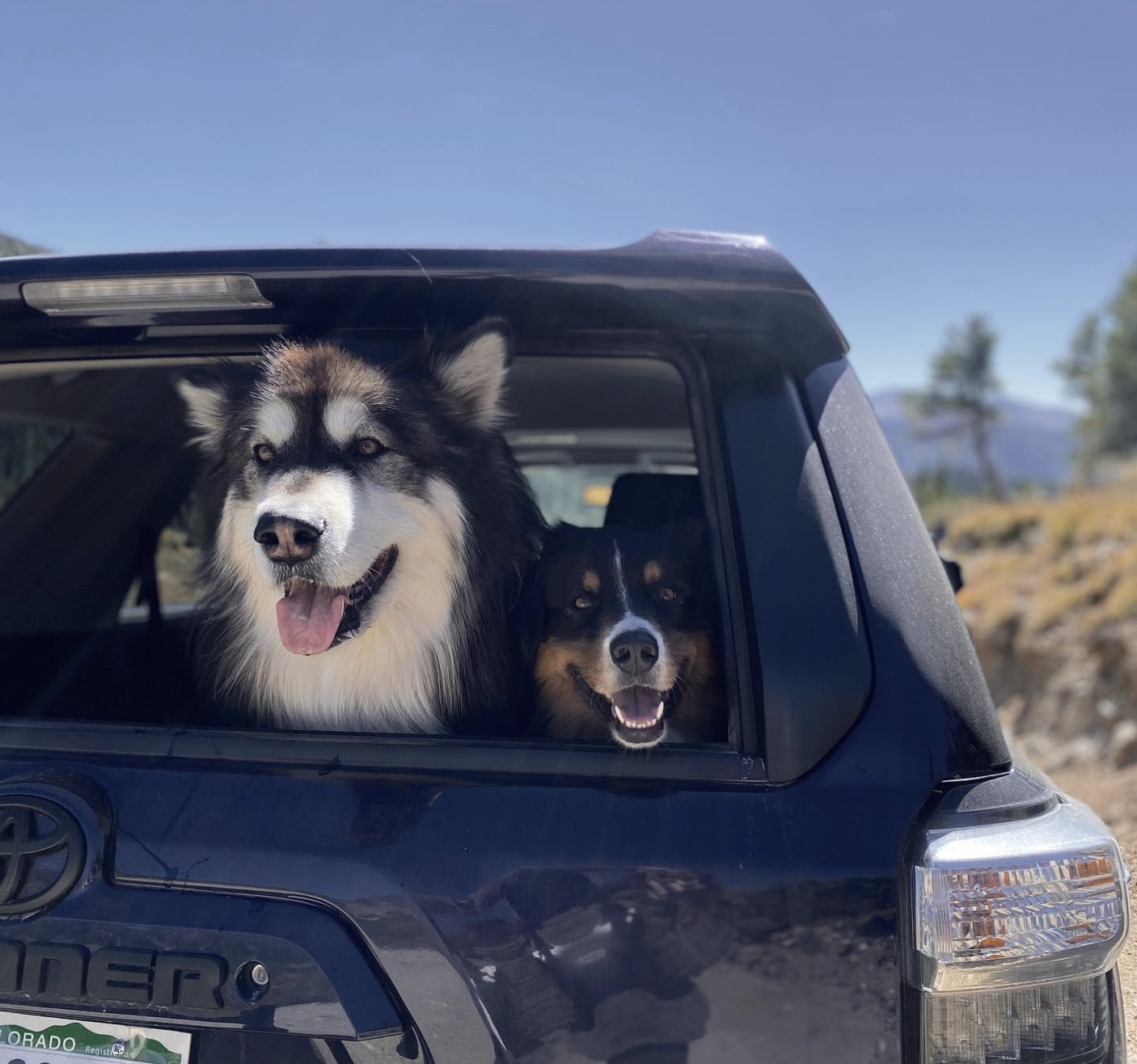 What My Dogs Taught Me About Target Audiences