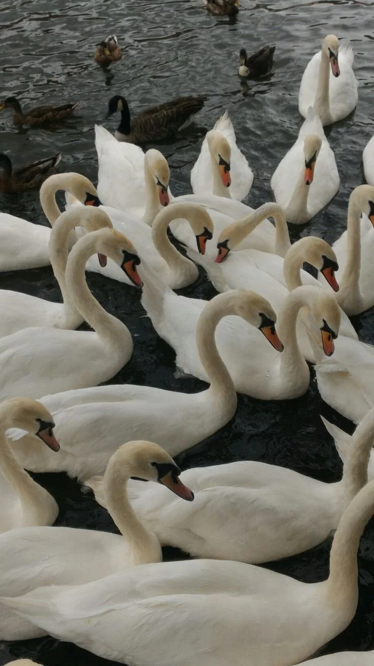 A group of white swans and ducks swimming on a body of water.