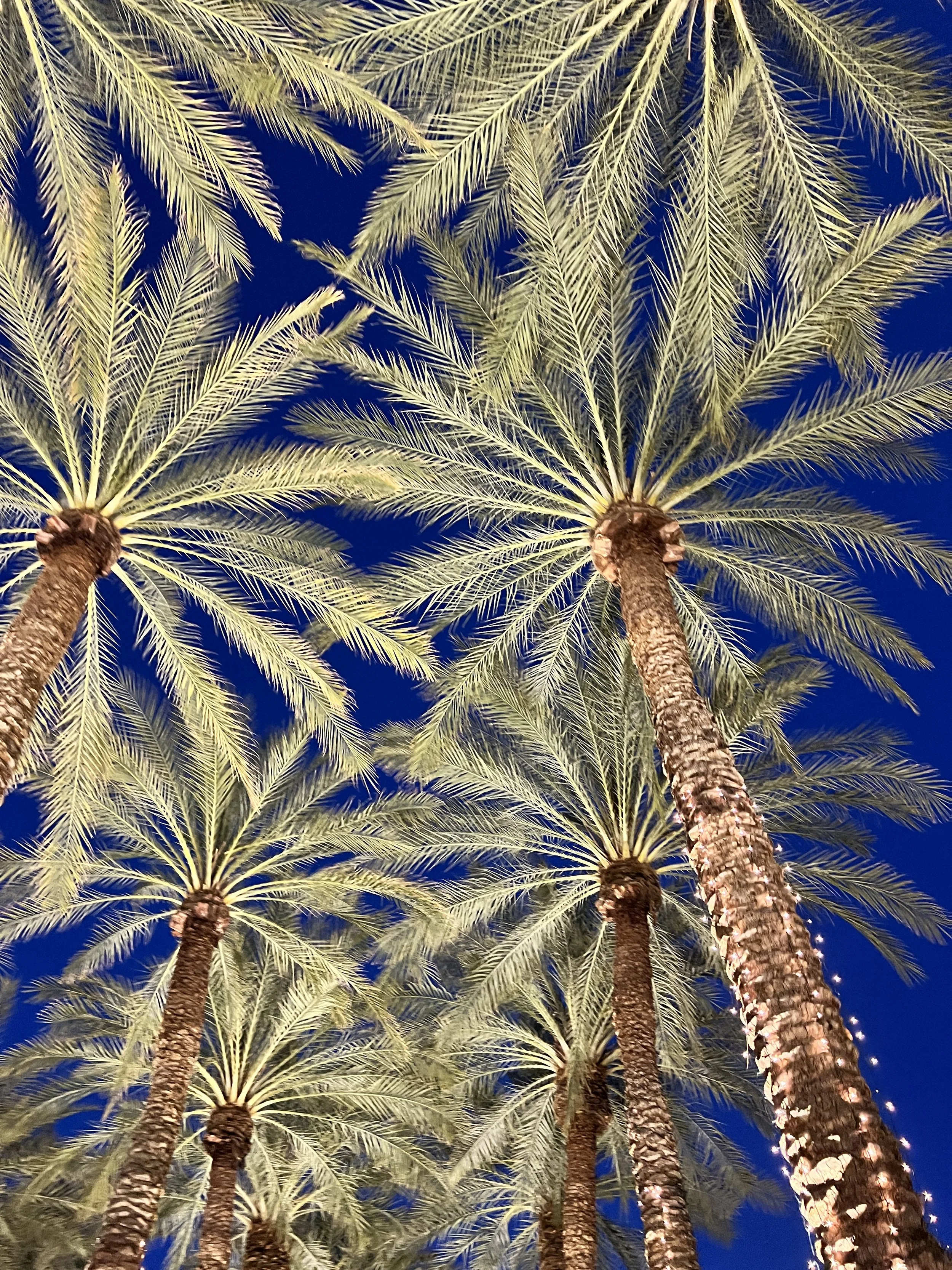 Night view of tall palm trees with fronds illuminated against a dark blue sky.
