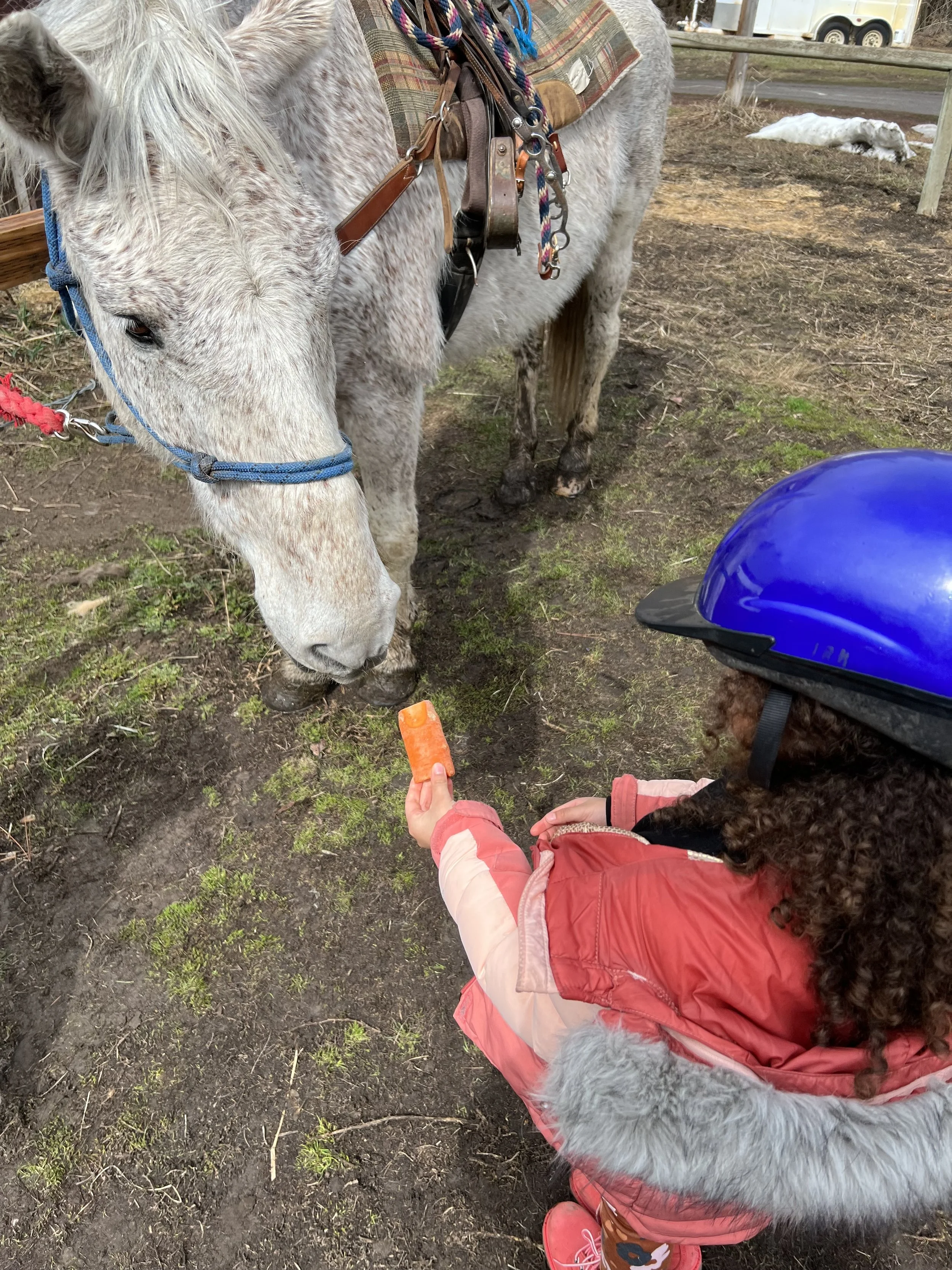 Child wearing a blue helmet and pink coat offering a carrot to a white horse with a gray mane, standing on grassy and muddy ground.