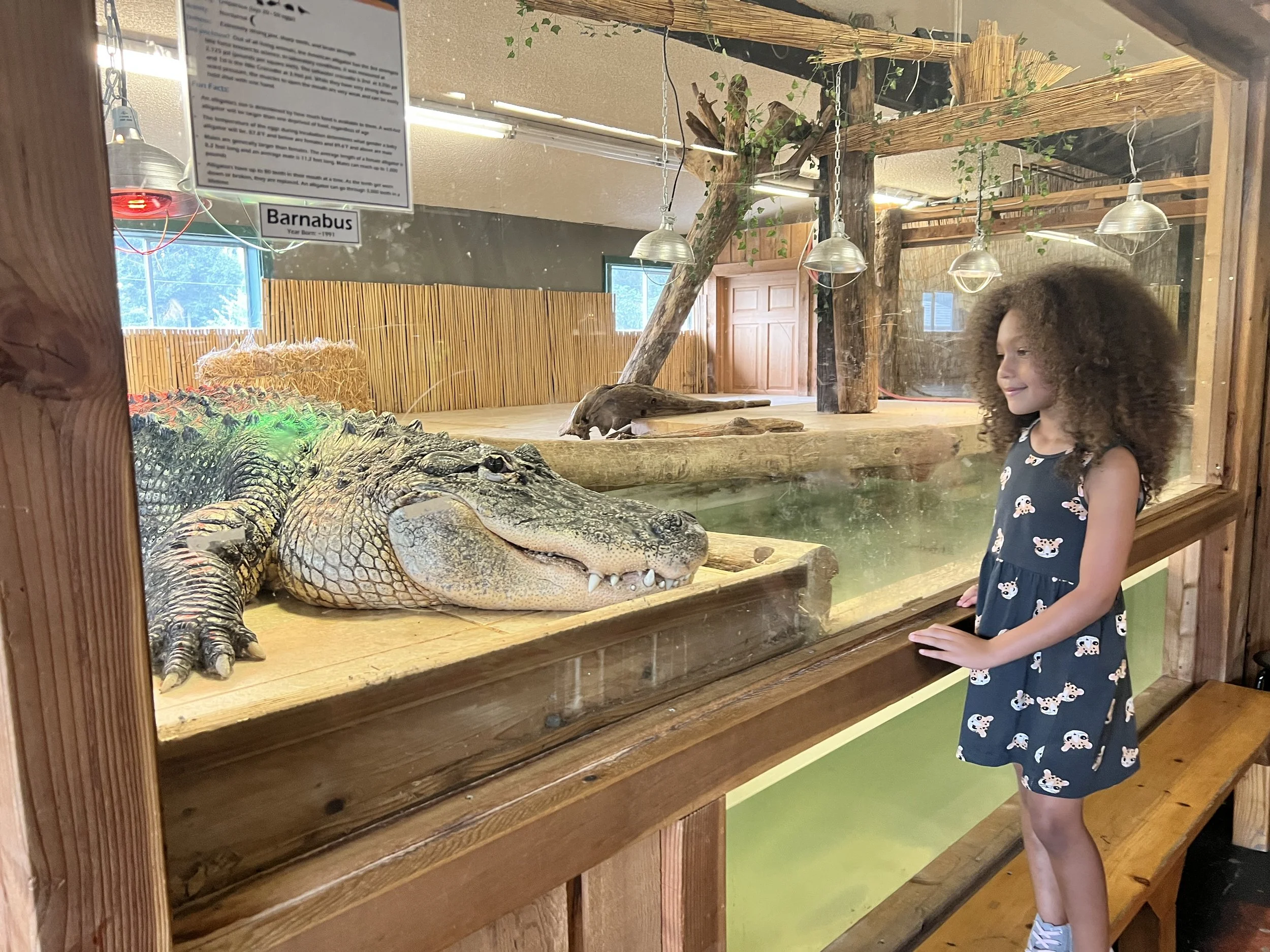 A young girl with curly hair wearing a navy blue dress with a duck pattern, standing by a glass enclosure at a zoo, watching an alligator lying on a wooden platform inside the exhibit.