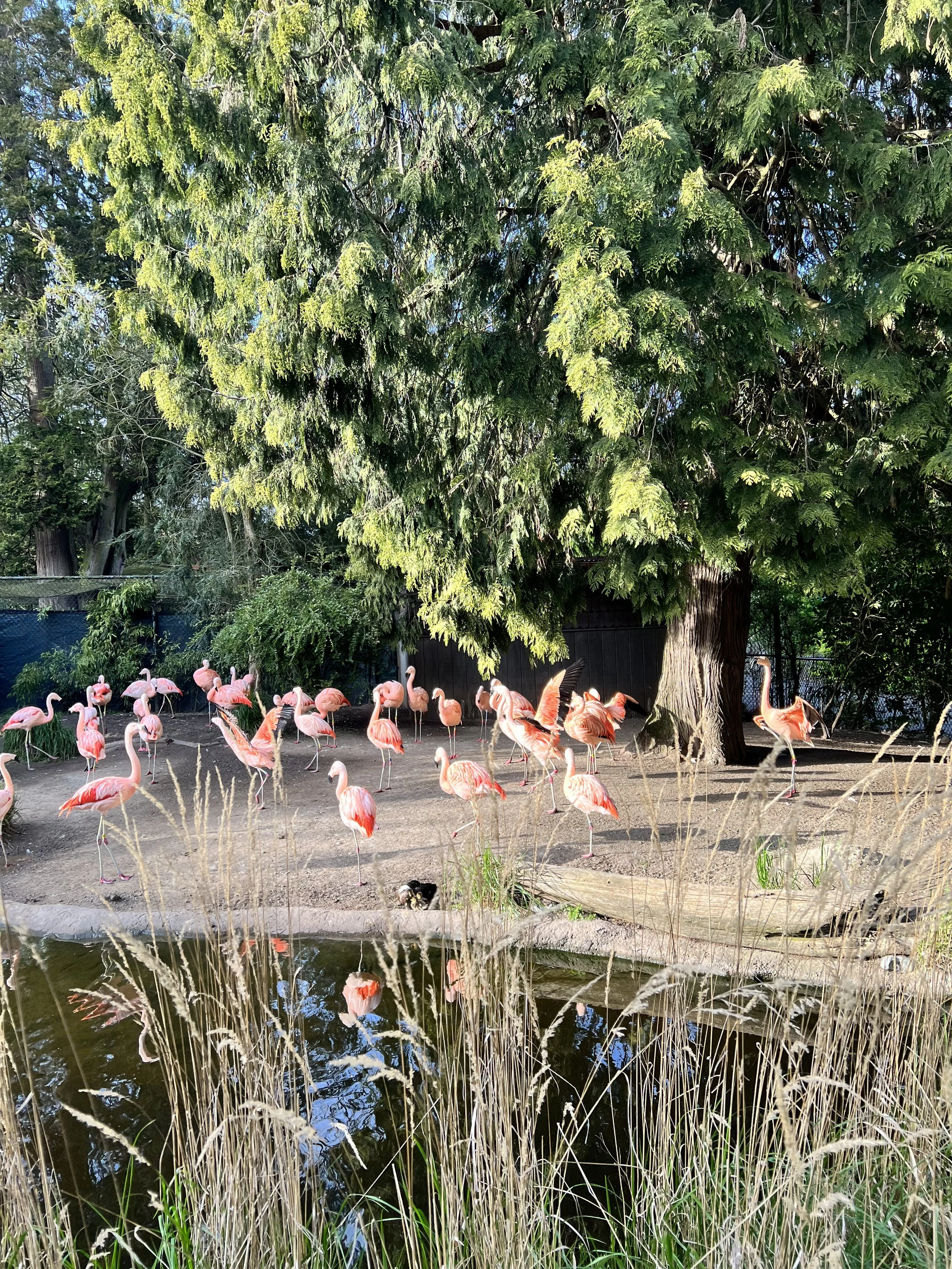 Group of pink flamingos gathered near a small pond under a large green tree, with some dry grass in the foreground.