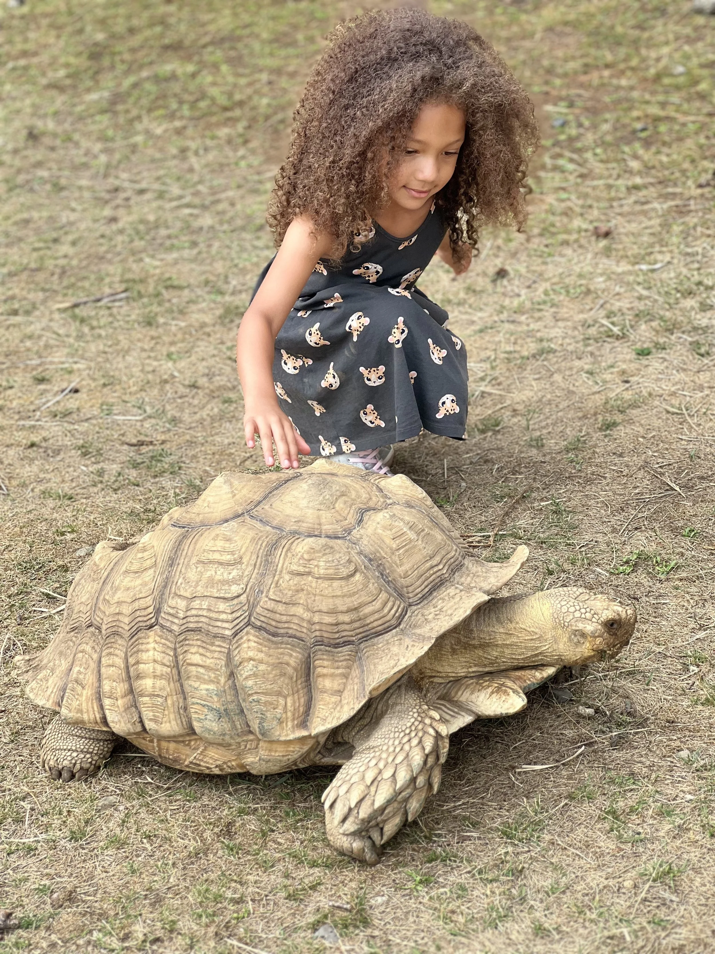 Young girl with curly hair squatting outdoors next to a large tortoise on dry grass.