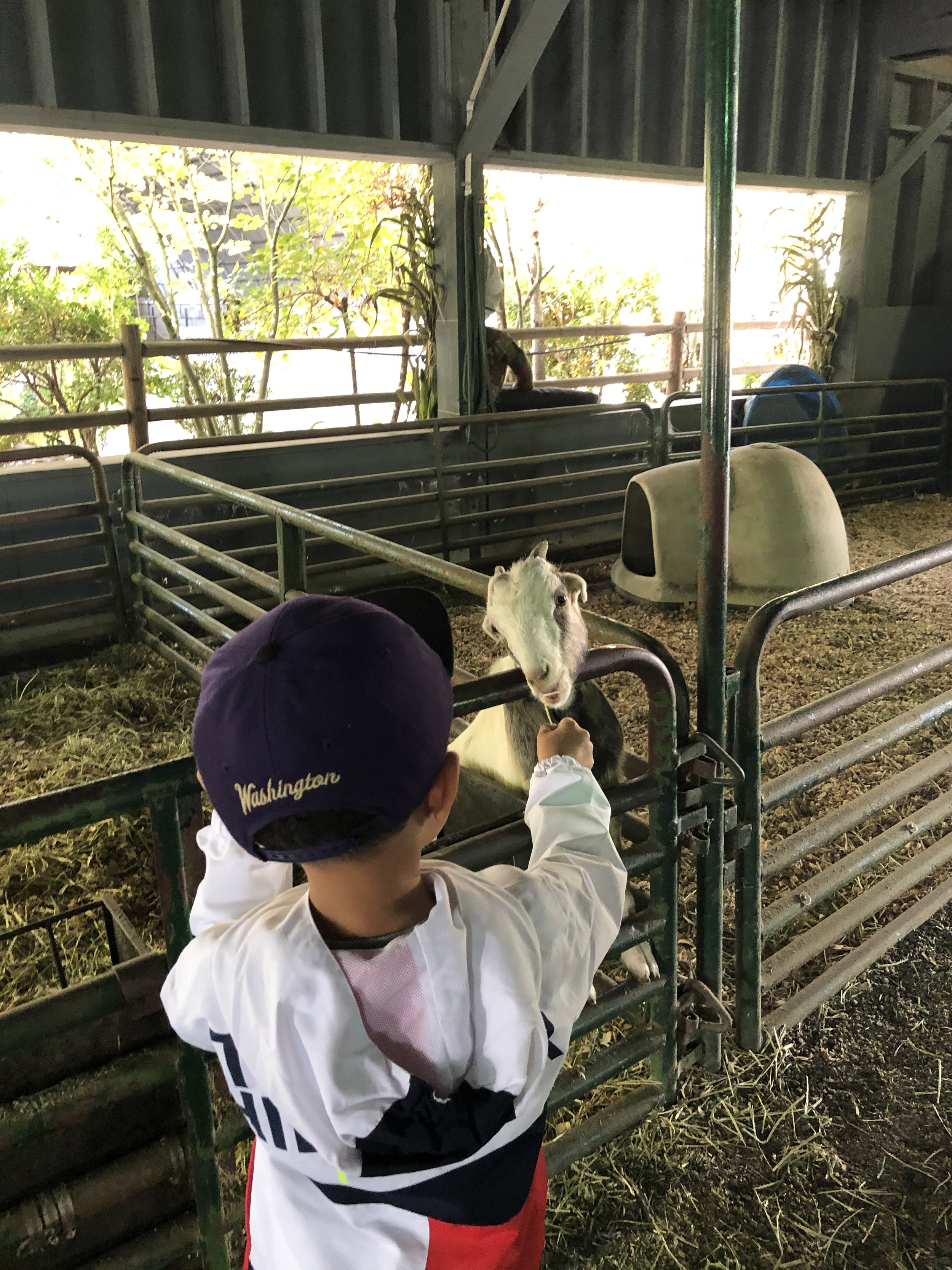A young child wearing a white jacket and a dark blue 'Washington' cap feeding a small goat through a metal fence inside a barn or petting area, with other animals and greenery visible in the background.