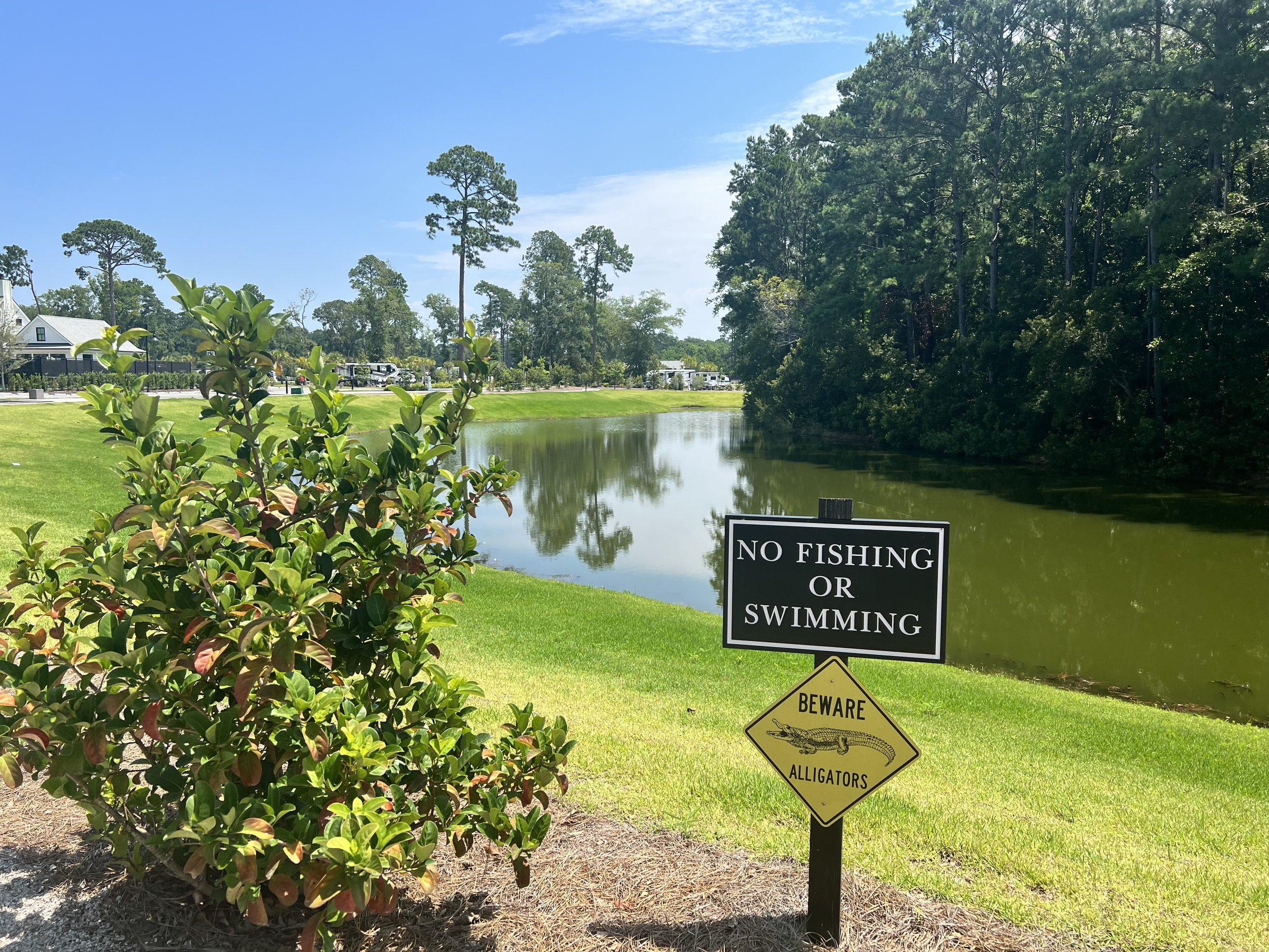 A pond with trees and a grassy area, two signs near the water's edge say 'No Fishing or Swimming' and 'Beware Alligators' under a clear blue sky.