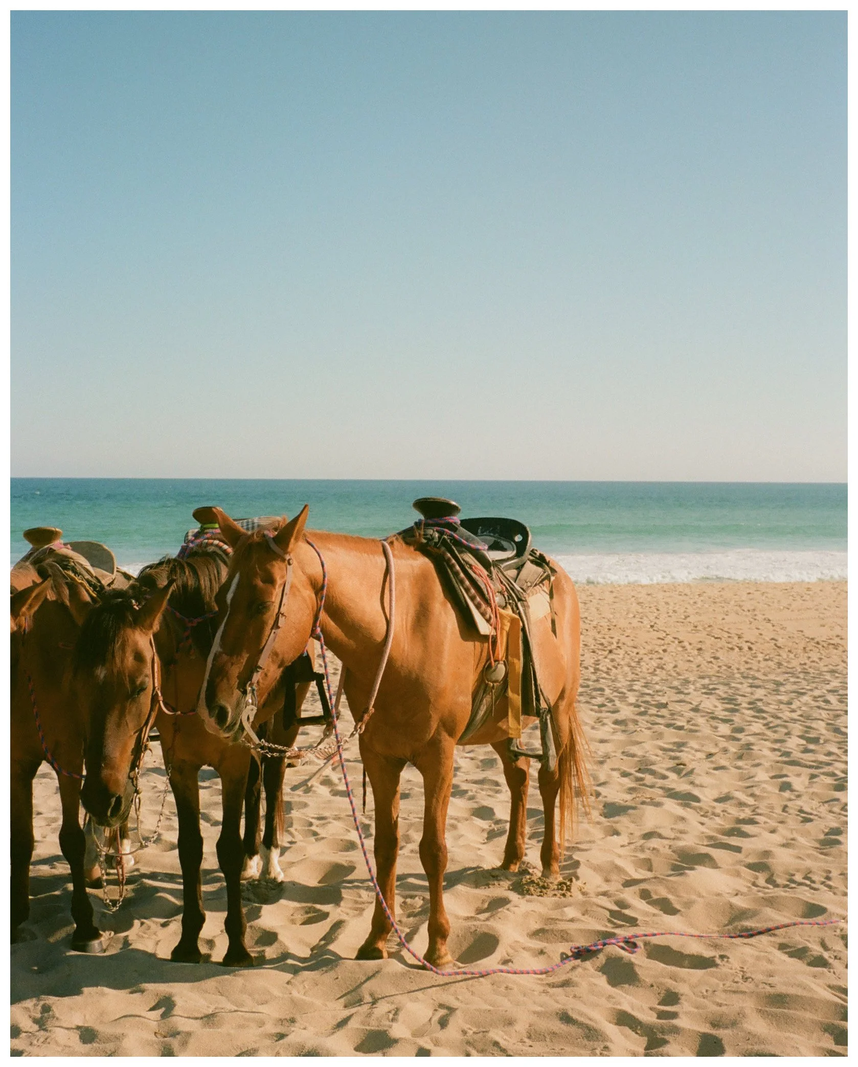 Horses on a Mexican Beach