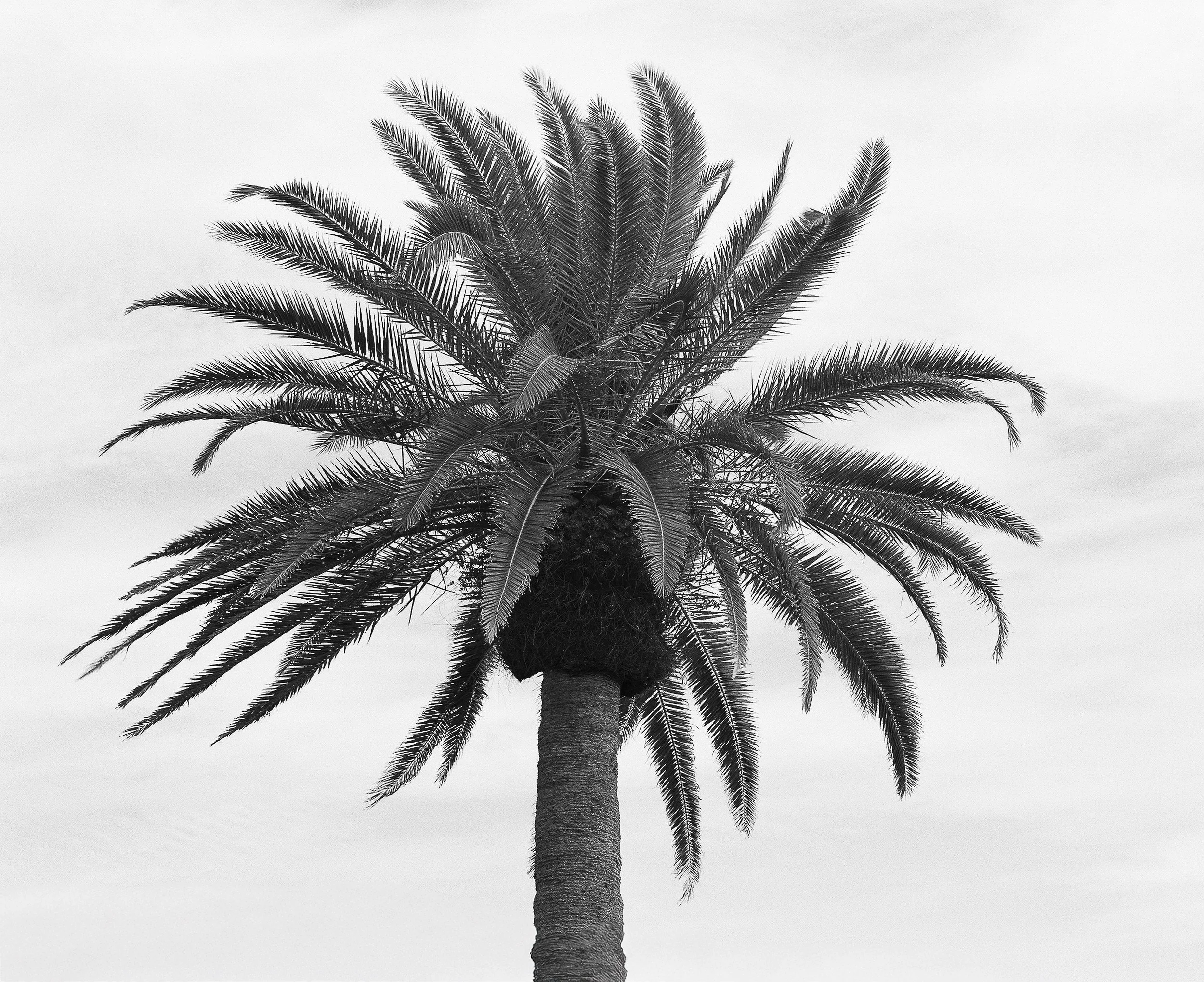 Spring Break 2026 (Key West, Florida) in B&W