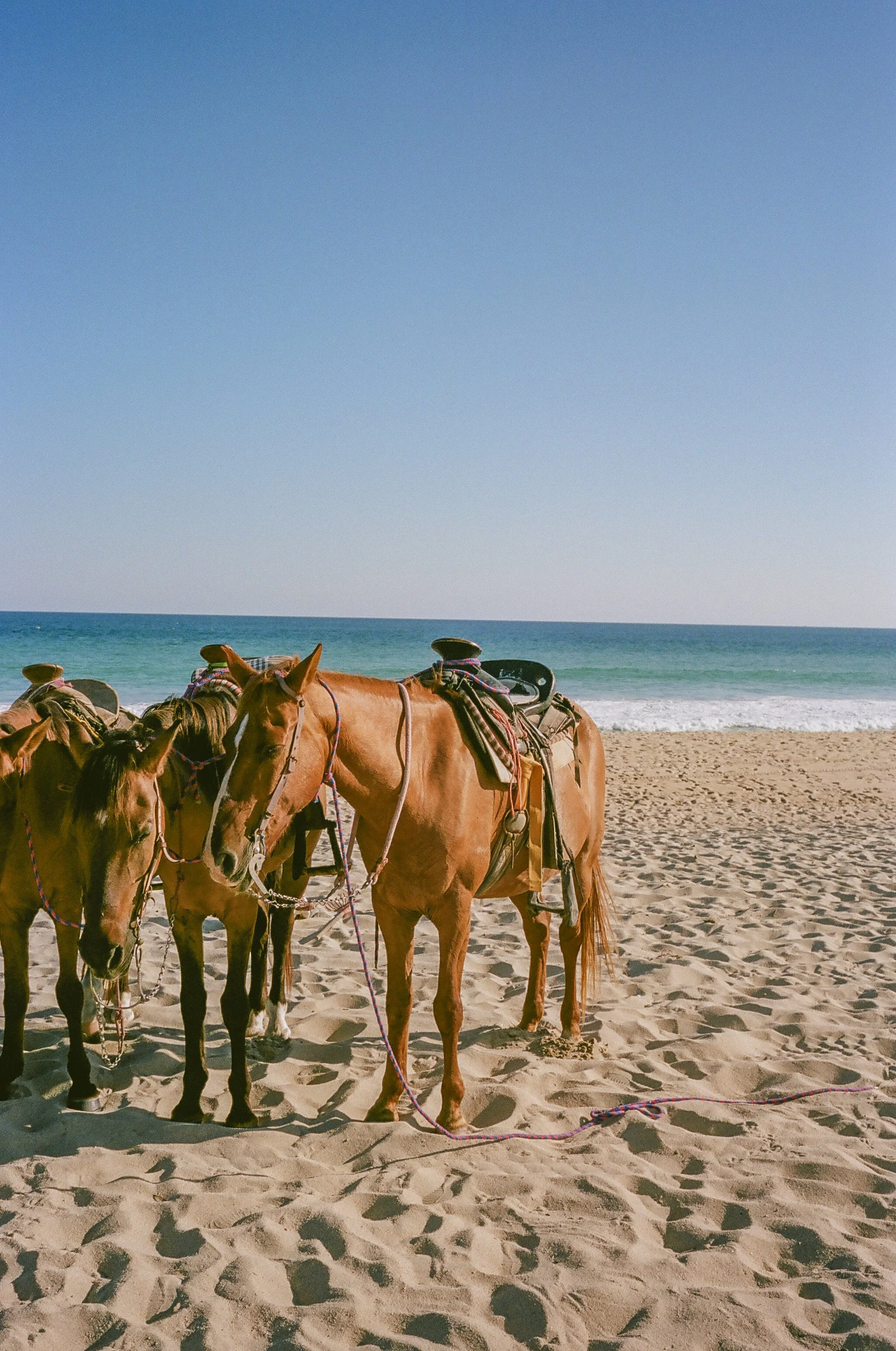Saddled Up on the Beach