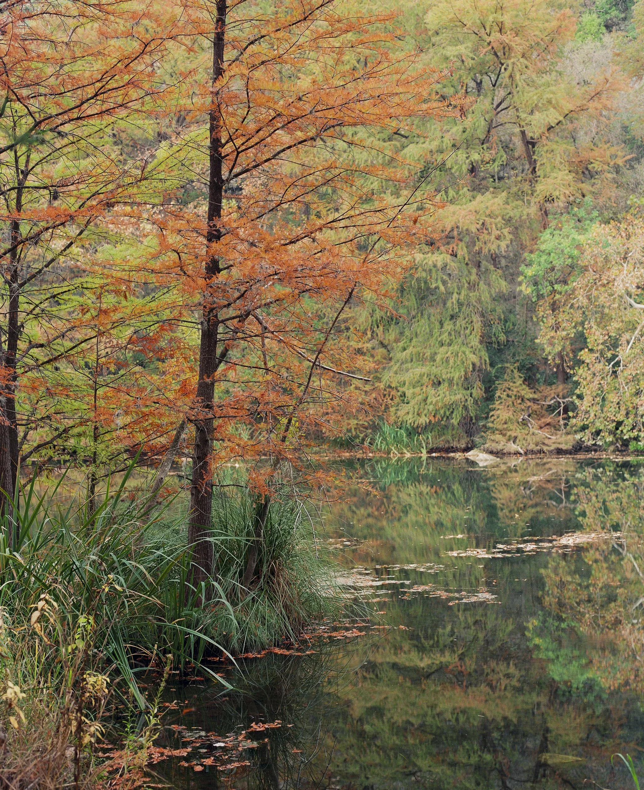 fall in austin at redbud isle.jpg