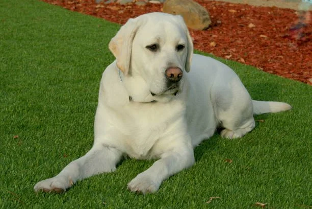 artificial grass installation for dogs