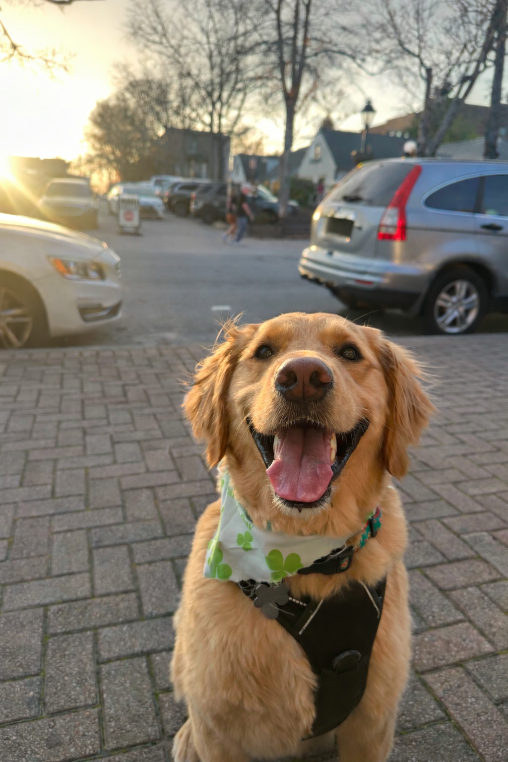 A happy Golden Retriever dog wearing a green shamrock-patterned bandana and a harness, standing on a brick sidewalk in front of parked cars, with the setting sun and a residential neighborhood in the background.