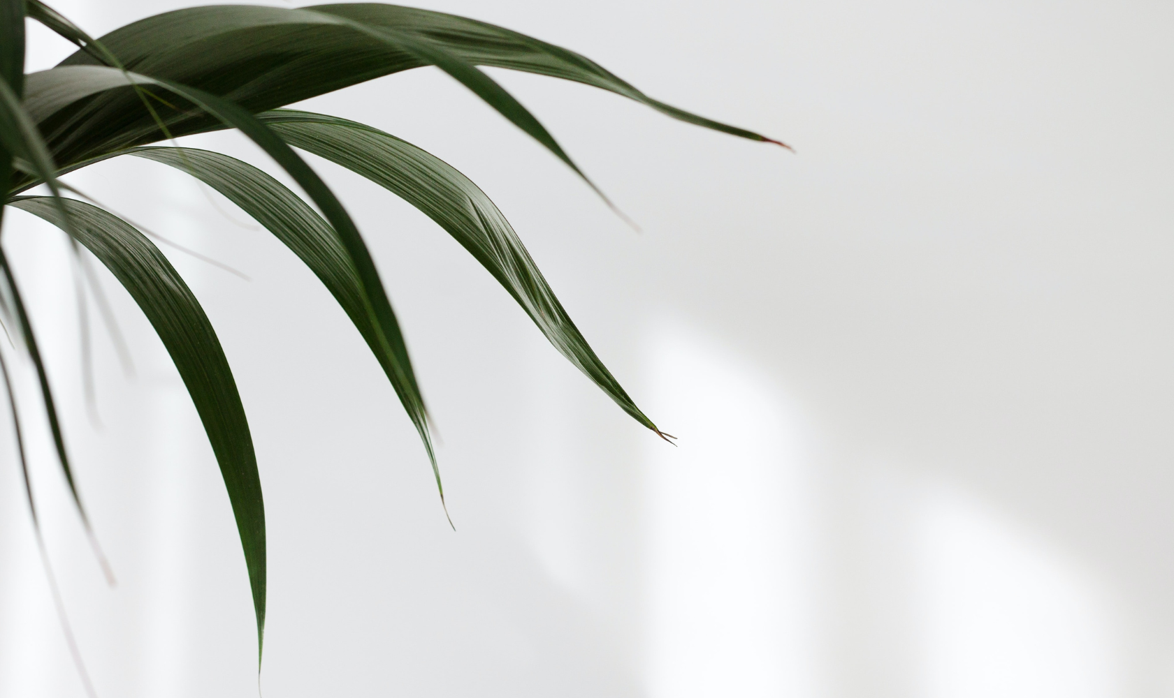 Medspa Services Near Me IN