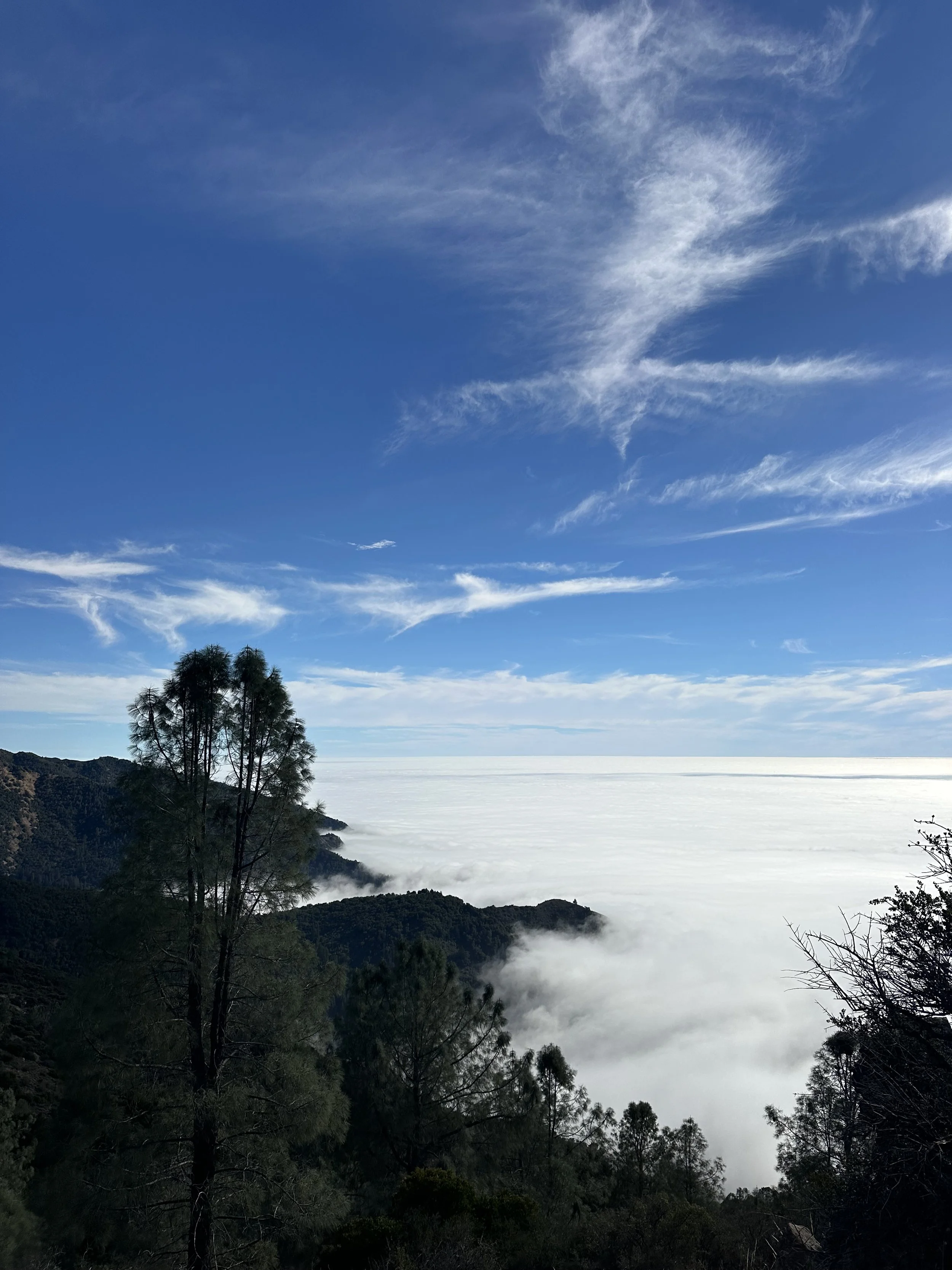 Mountain landscape with tall trees in the foreground, fog covering the valleys, and a blue sky with wispy clouds.