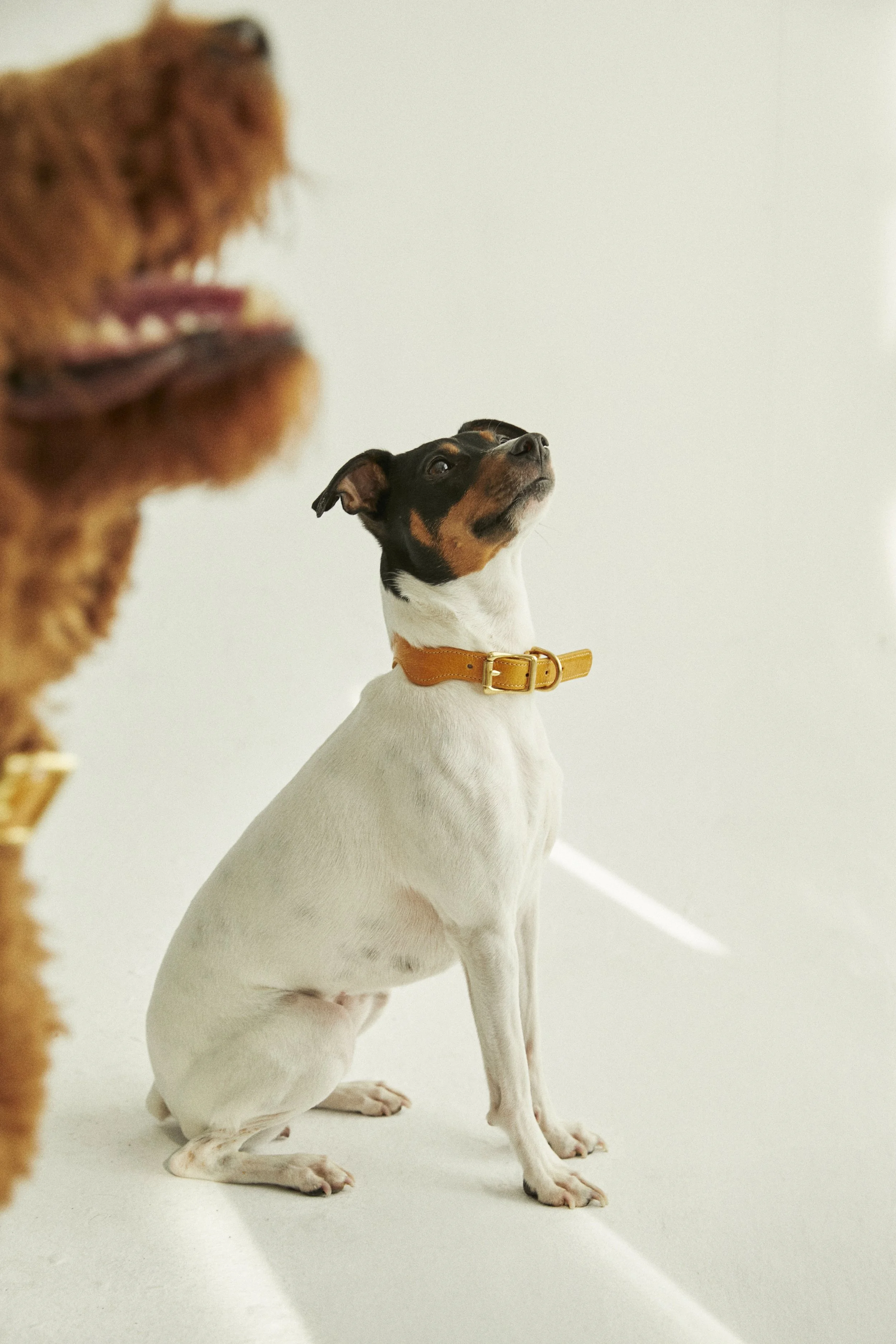 CANCAN x CURATED BY0513 1.jpg