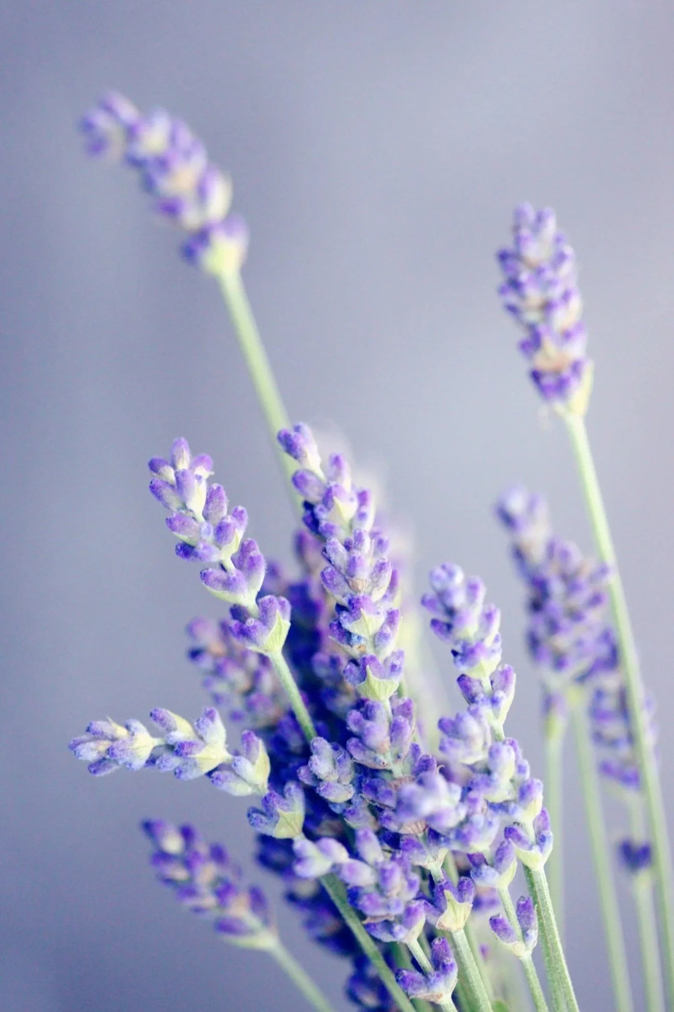 Close-up of sprigs of lavender flowers with purple blooms and green stems against a soft gray background.