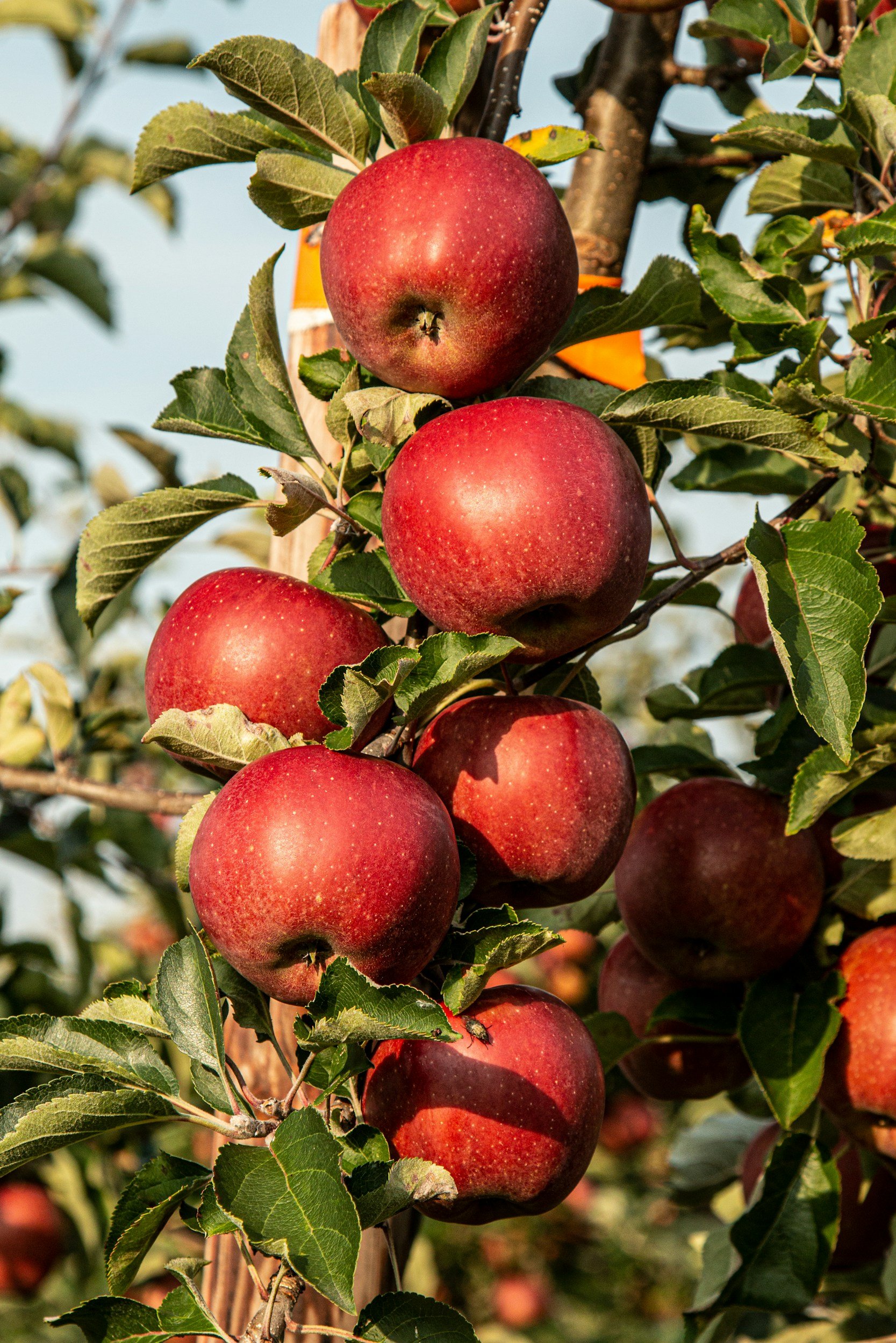 Apples Eastern Kille Appelflappen