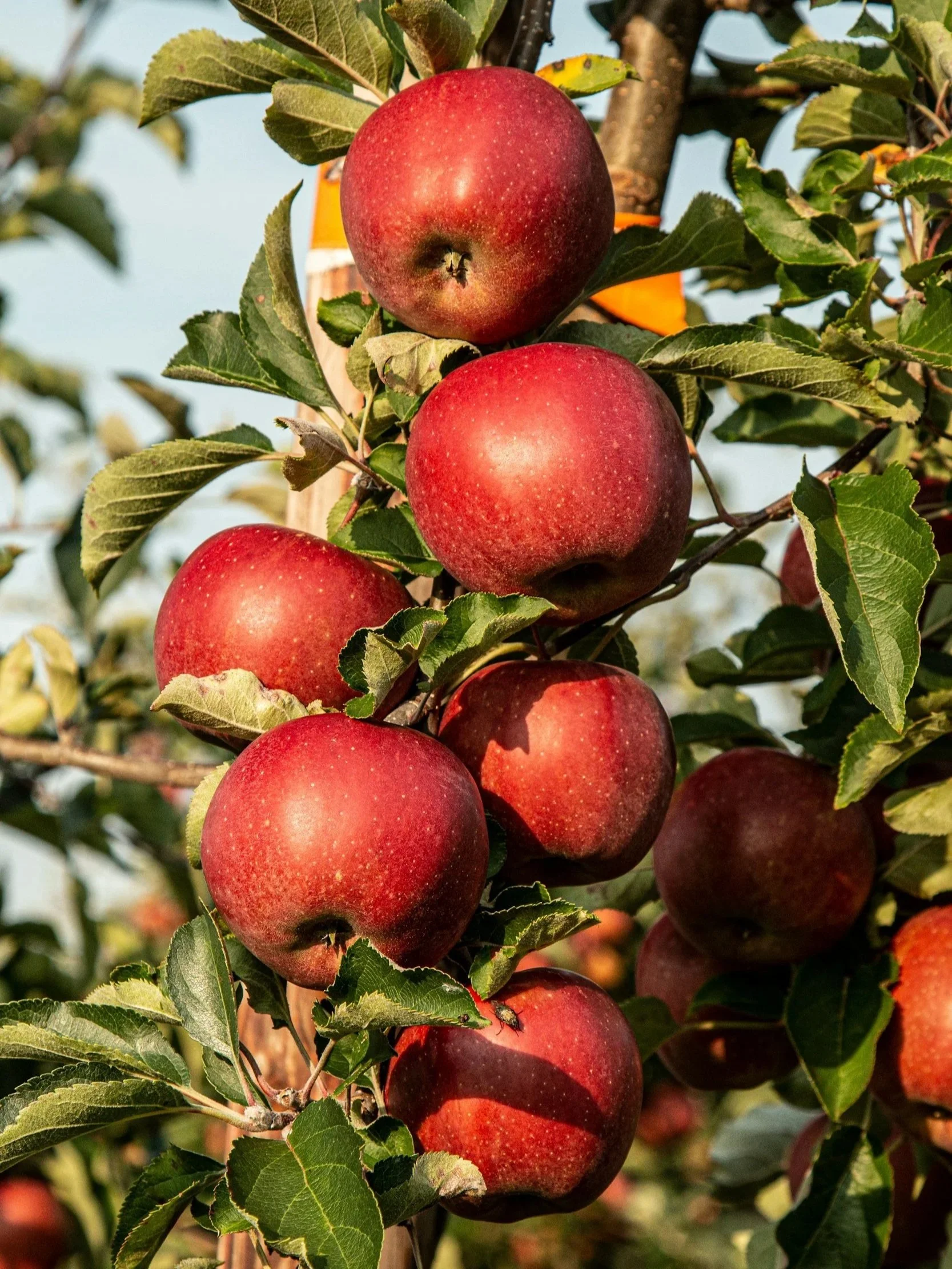 Apple &amp; Spice: Appelflappen 2026