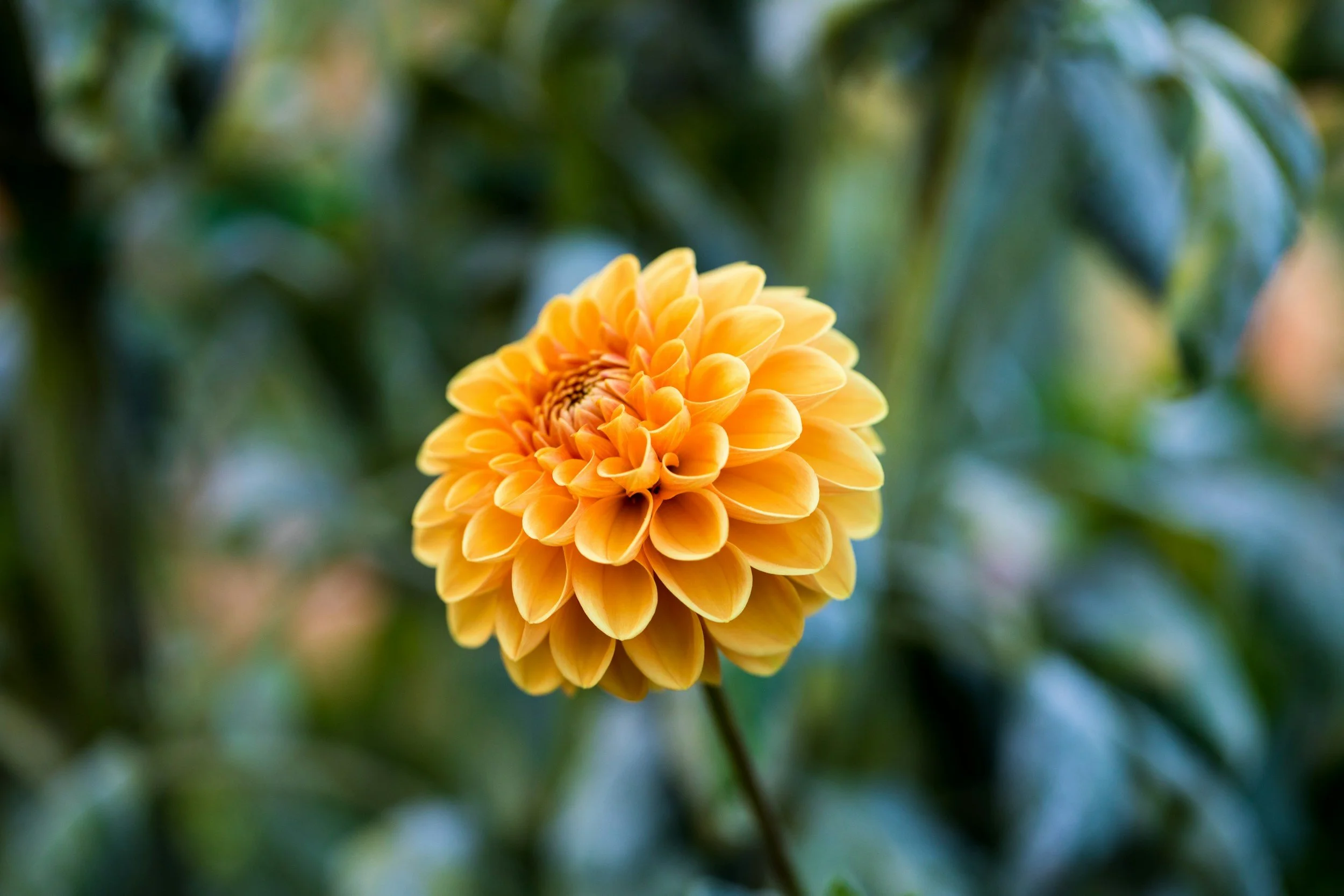 A close-up of a yellow-orange dahlia flower in bloom with a blurred green background.