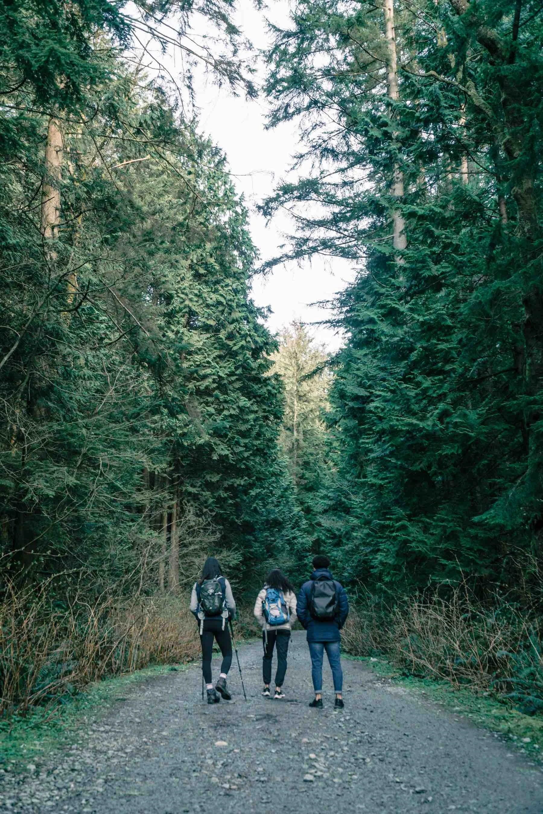Three hikers walking on a dirt trail through a forest of tall green trees.