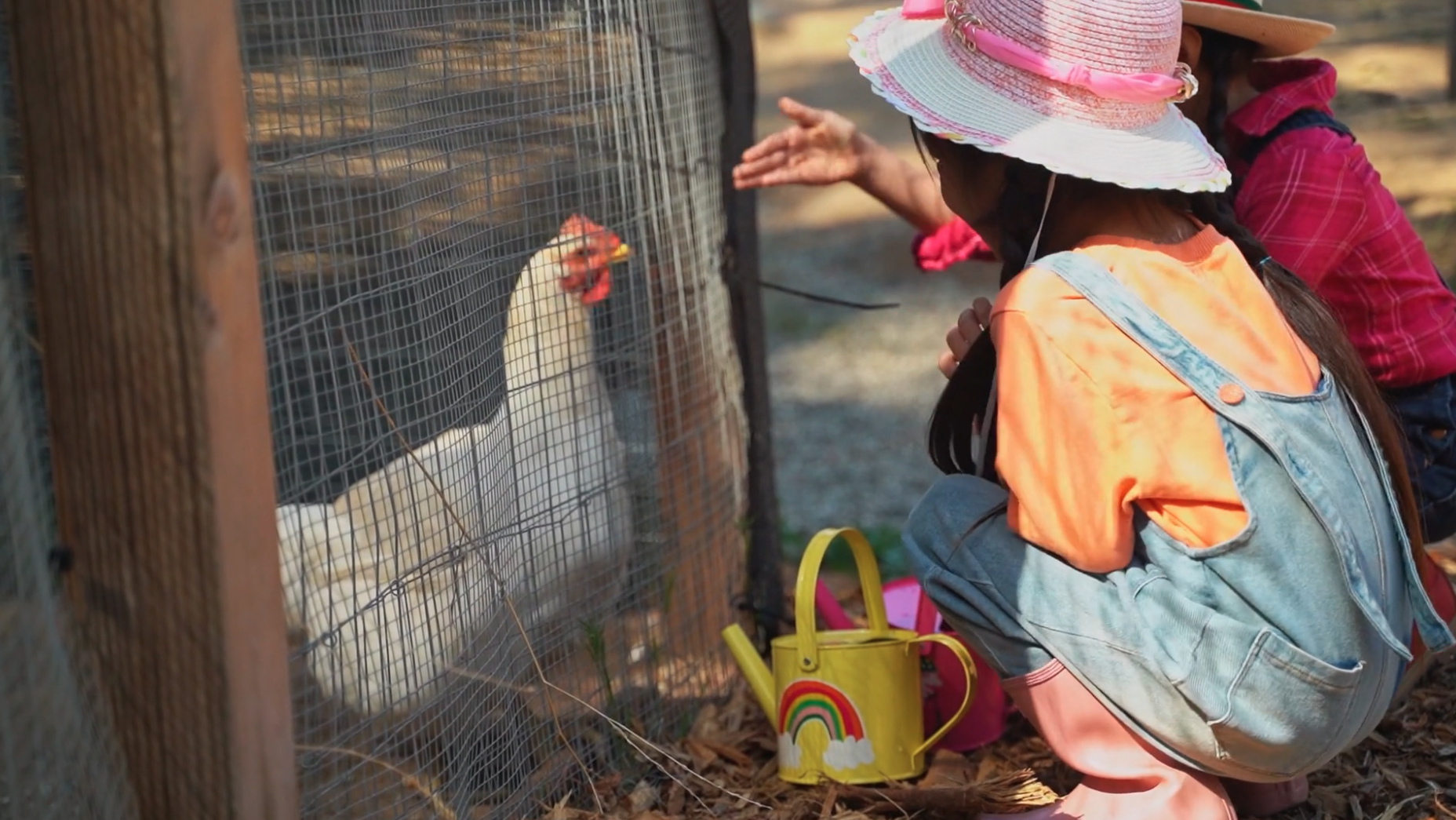 Children at a farm petting a chicken through a wire cage, with colorful buckets and toys nearby.