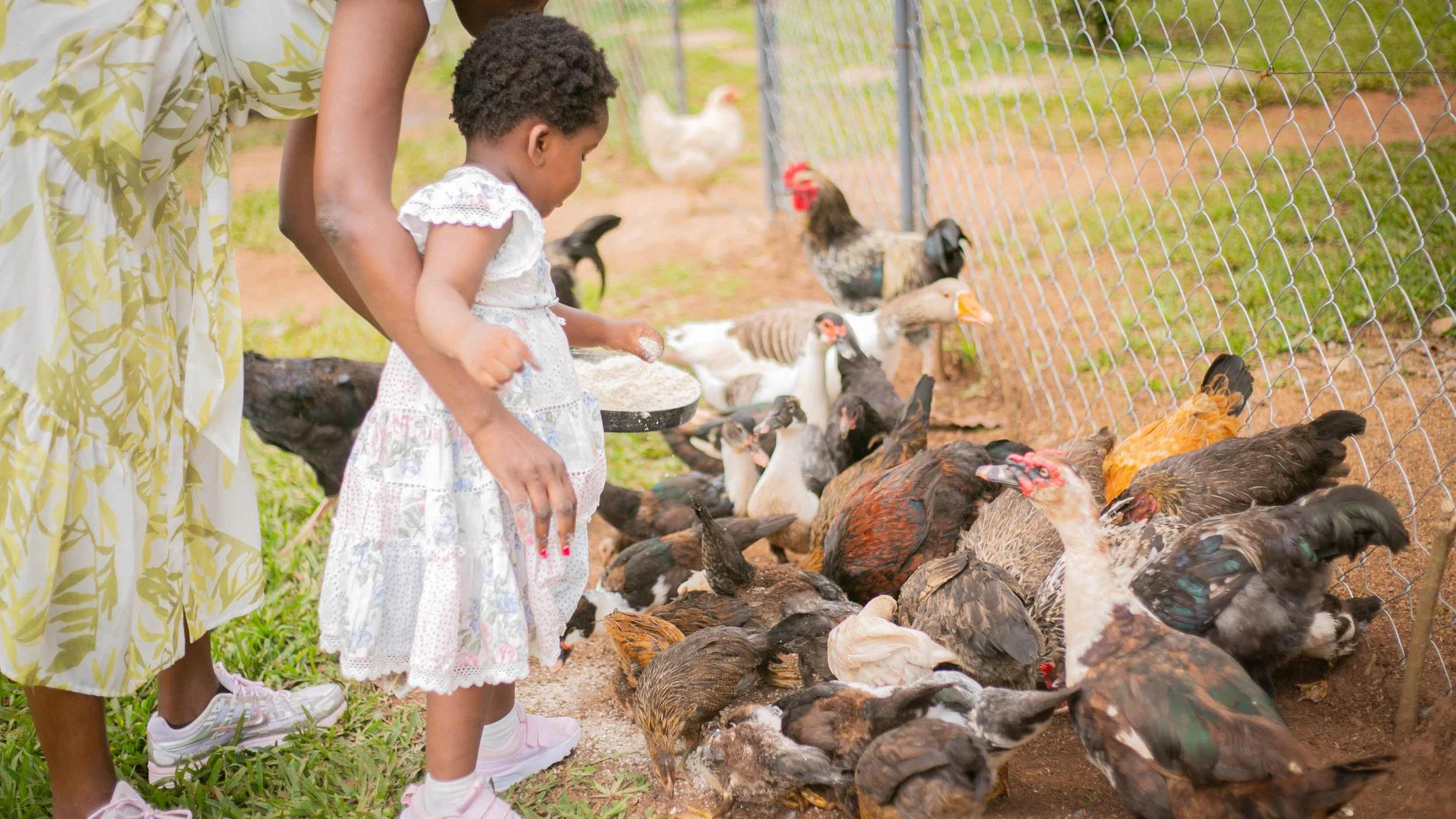 familyfeedinglargeflock.jpg