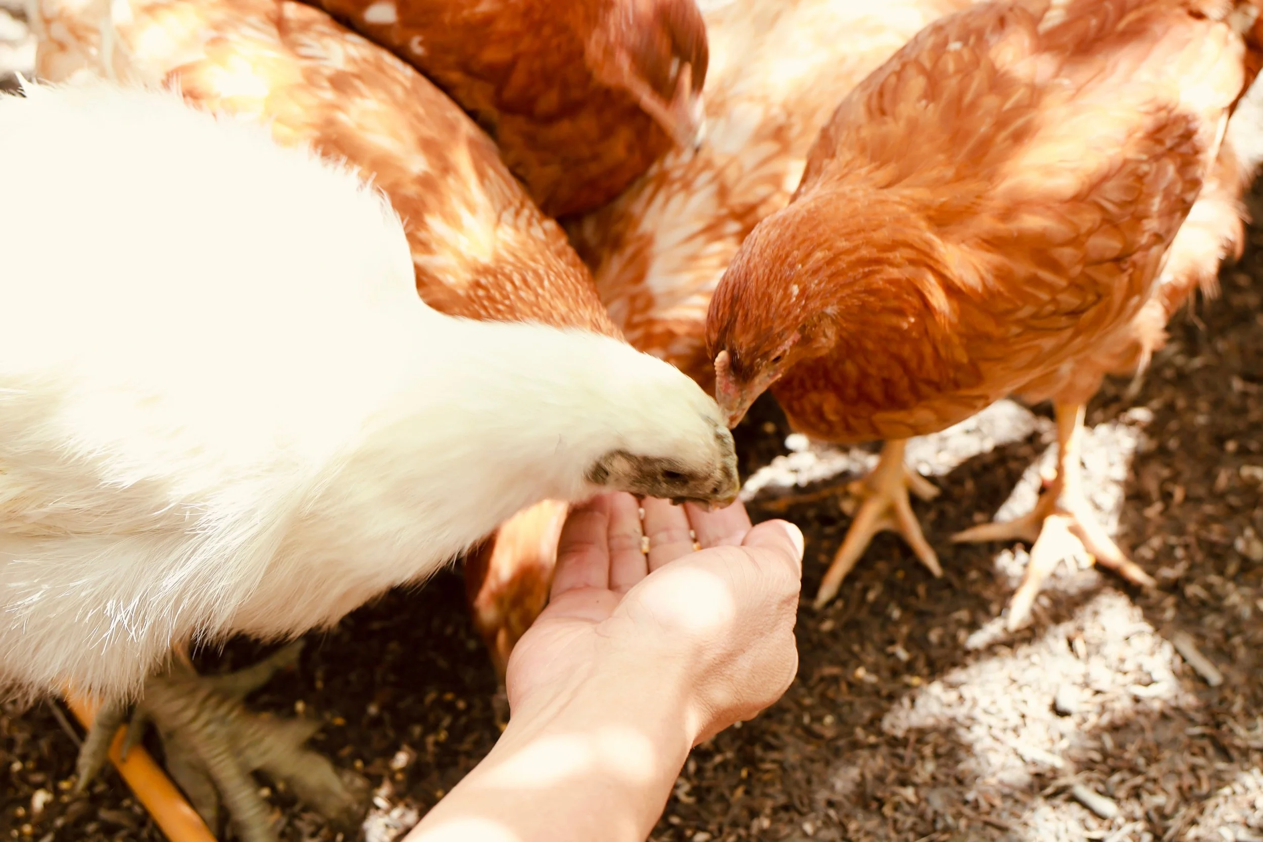 Person feeding a chicken with their hand.