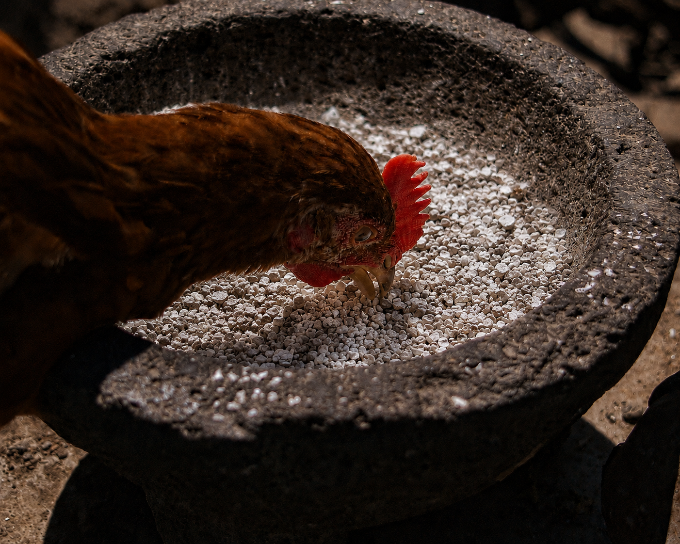 chickeneatingshellgrit.png