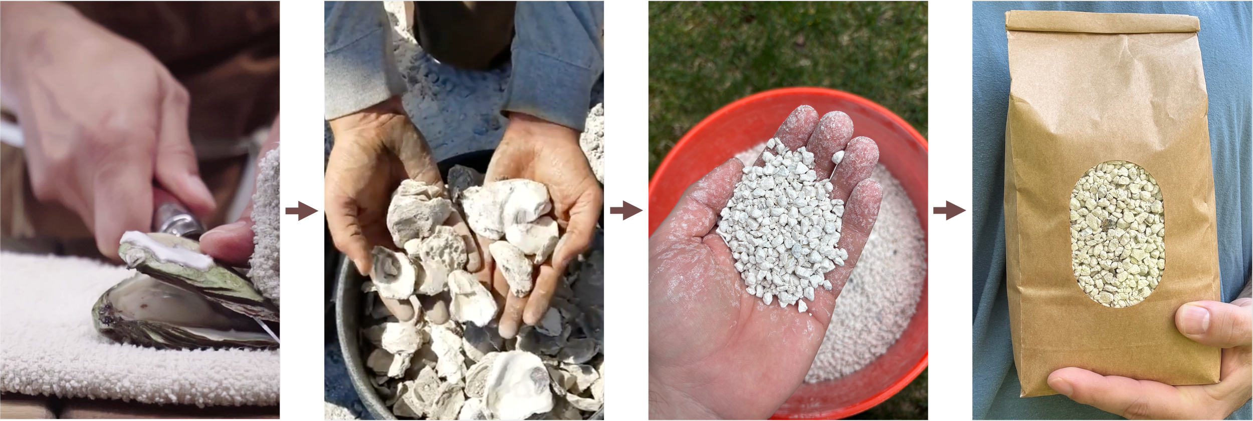 Sequence of images showing the process of preparing crushed oyster shells: First, a person is cutting or trimming an oyster shell, then, in the second image, hands are holding larger oyster or similar shells, followed by a third image where flour or powder is held in a hand, and the final image displays a paper bag filled with crushed shells.