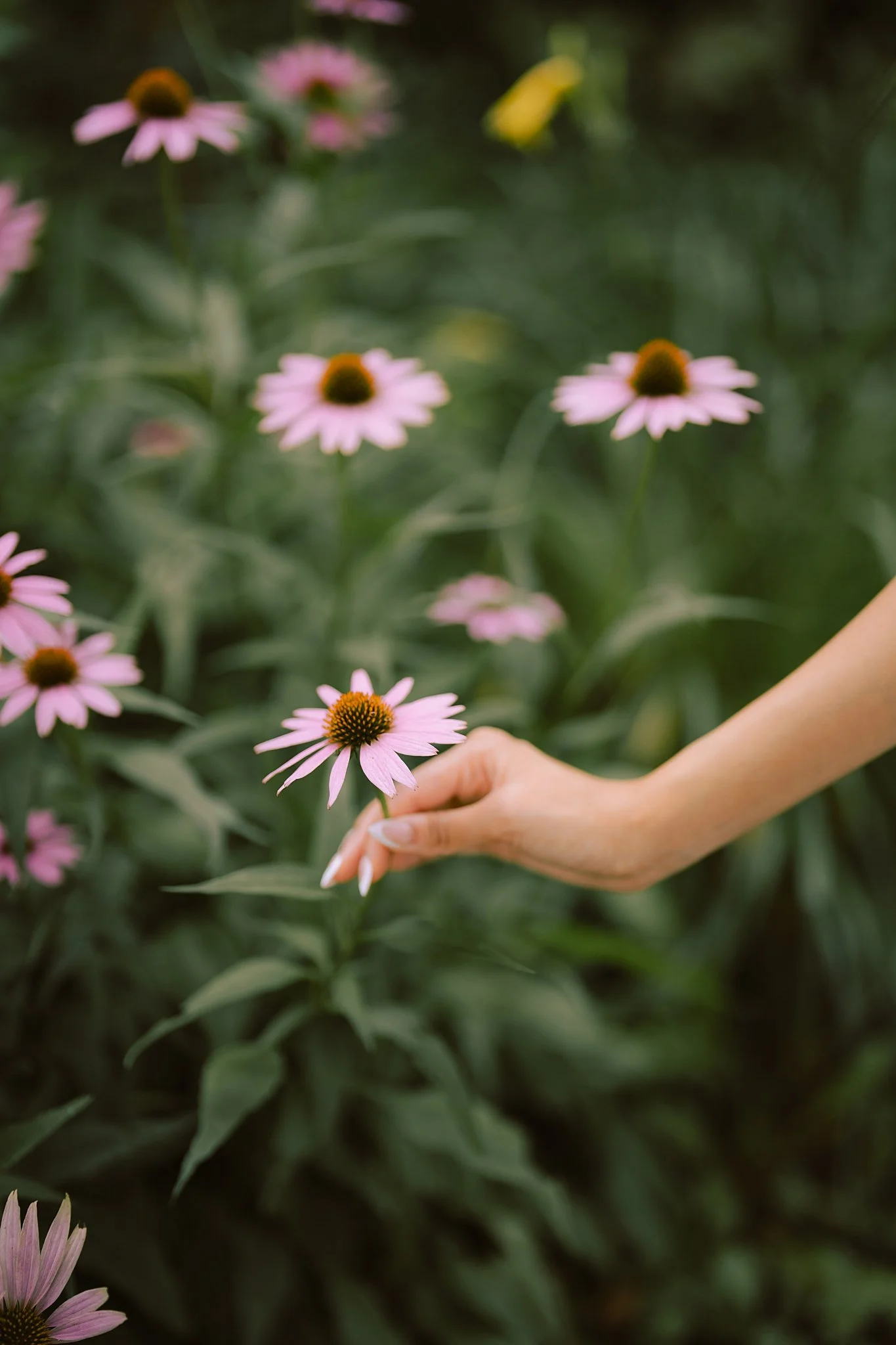 A hand holding a pink flower with a yellow center among green foliage and more pink flowers in the background.