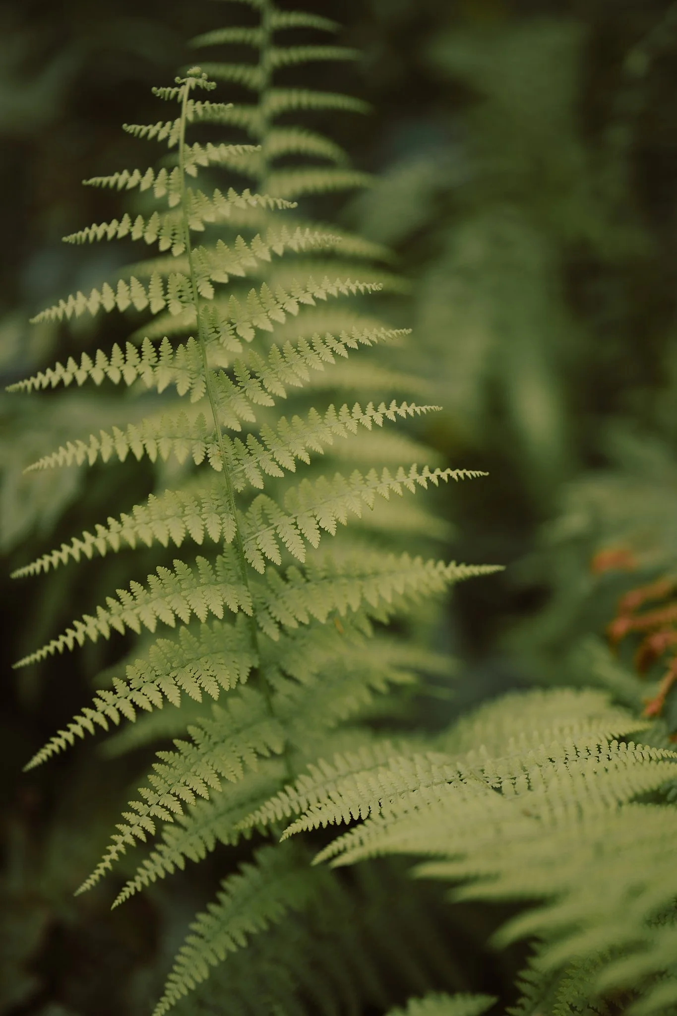 Close-up of a green fern leaf with detailed fronds against a blurred natural background.