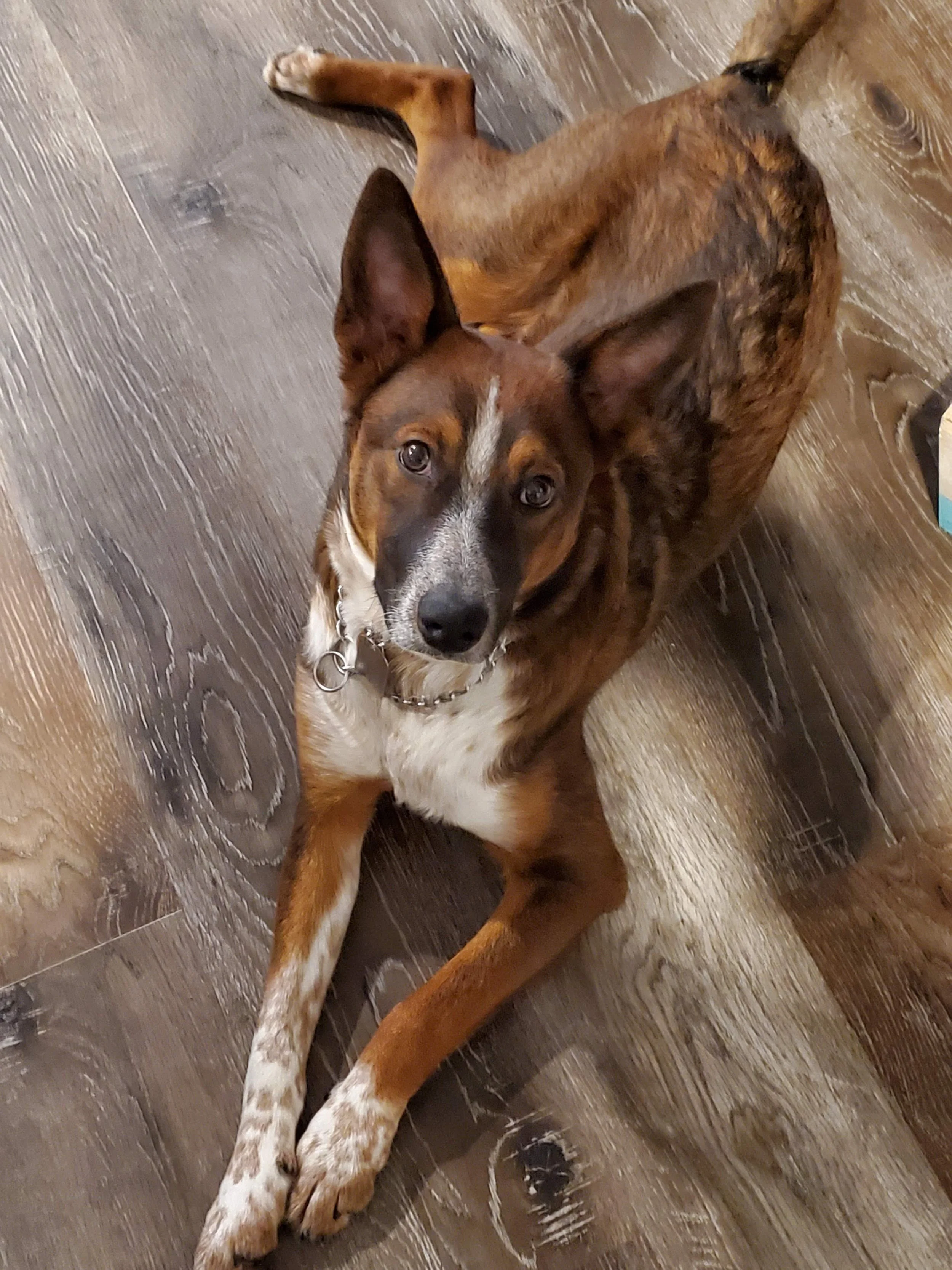 A mixed-breed dog with a white and brown coat, lying on a wooden floor, looking up at the camera.