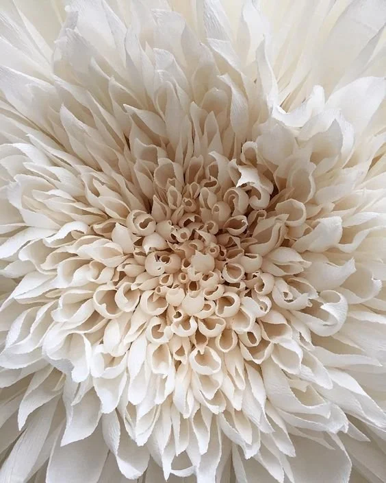 Close-up of a white, fluffy, layered flower with curled petals.