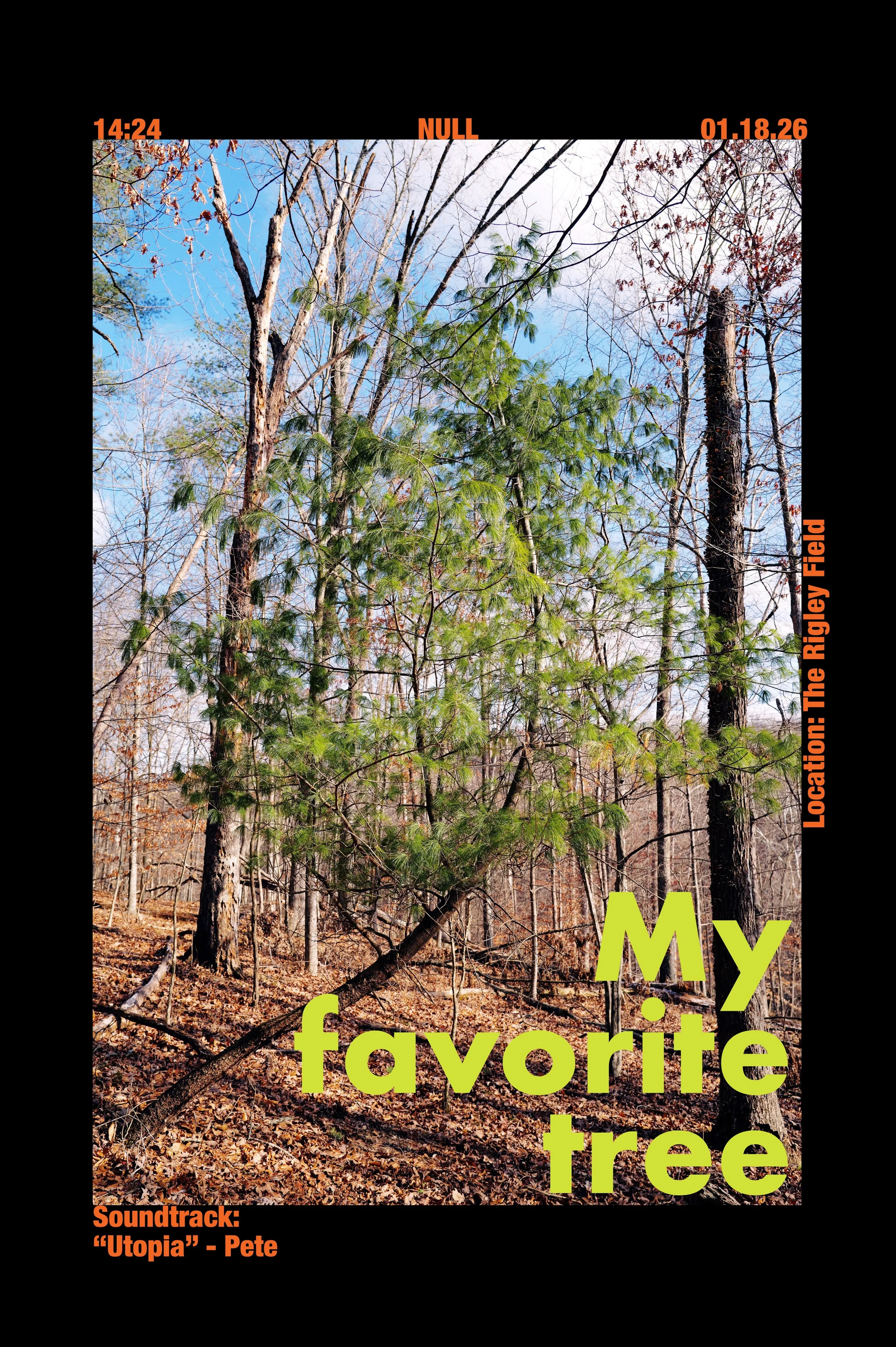 Favorite Tree.jpg