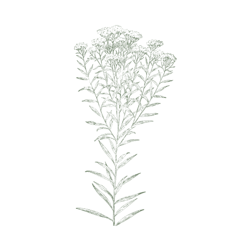 Illustration of a green flowering plant with multiple small blooms on a single tall stem against a black background.