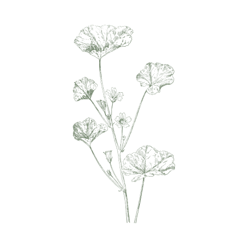 Sketch of a plant with multiple leaves and small flowers.