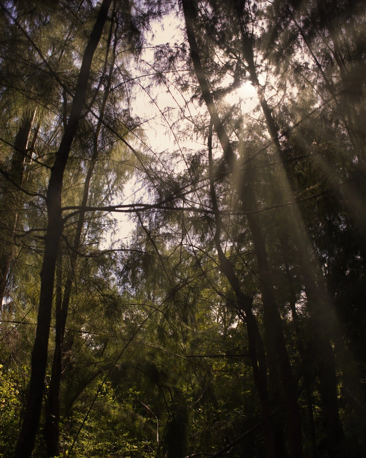 Nature... gotta love it. 🍃
&bull;
&bull;
&bull;
&bull;
&bull;
#xelfies #puertoricogram #igw_portraits #tiratepr #portraitkillers #vscoportrait #theportraitpr0ject #discoverportrait #igpodium_portraits #earth_portraits #portraitsmag