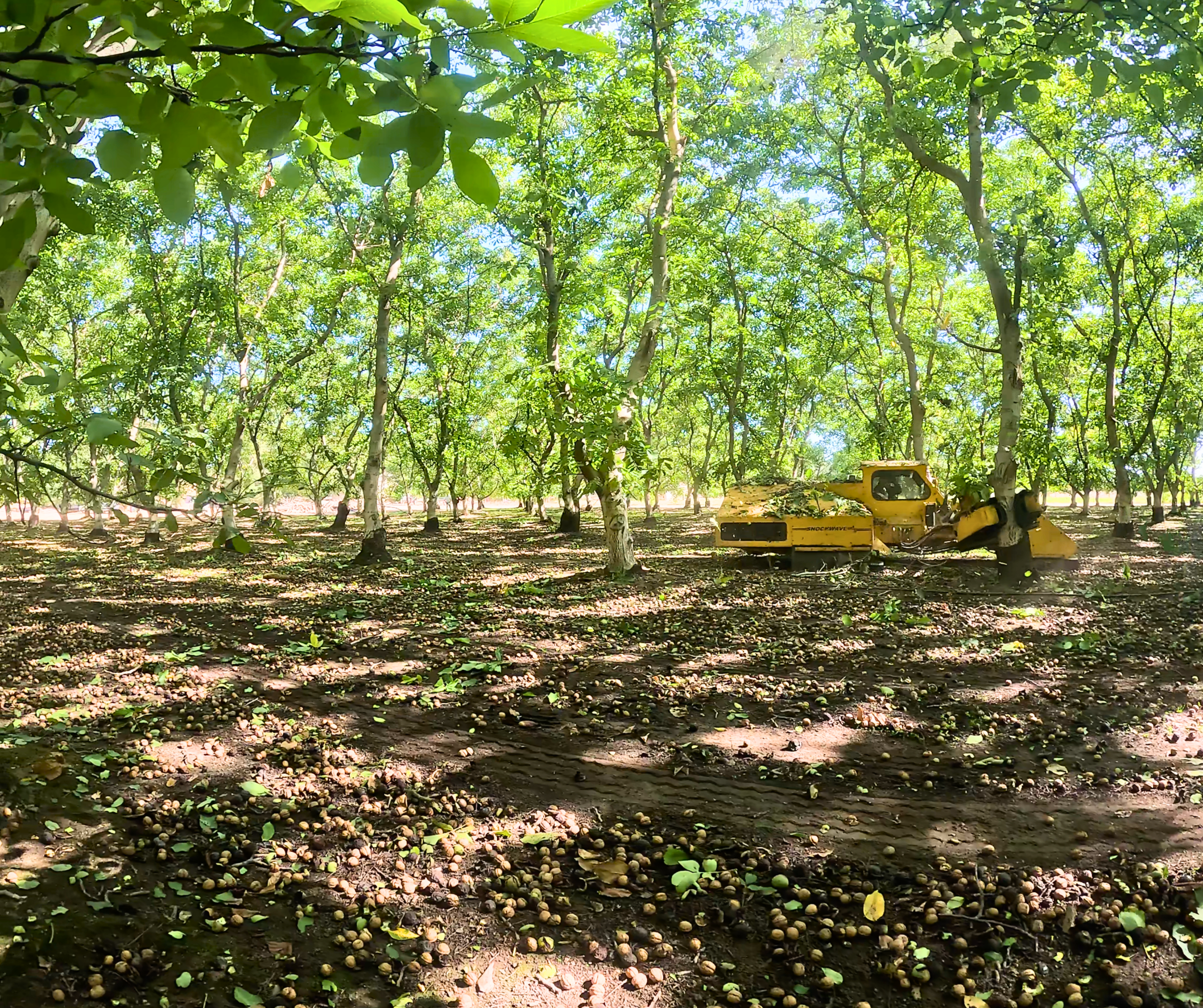 Shaking Harvesting Walnuts in Oakdale, CA