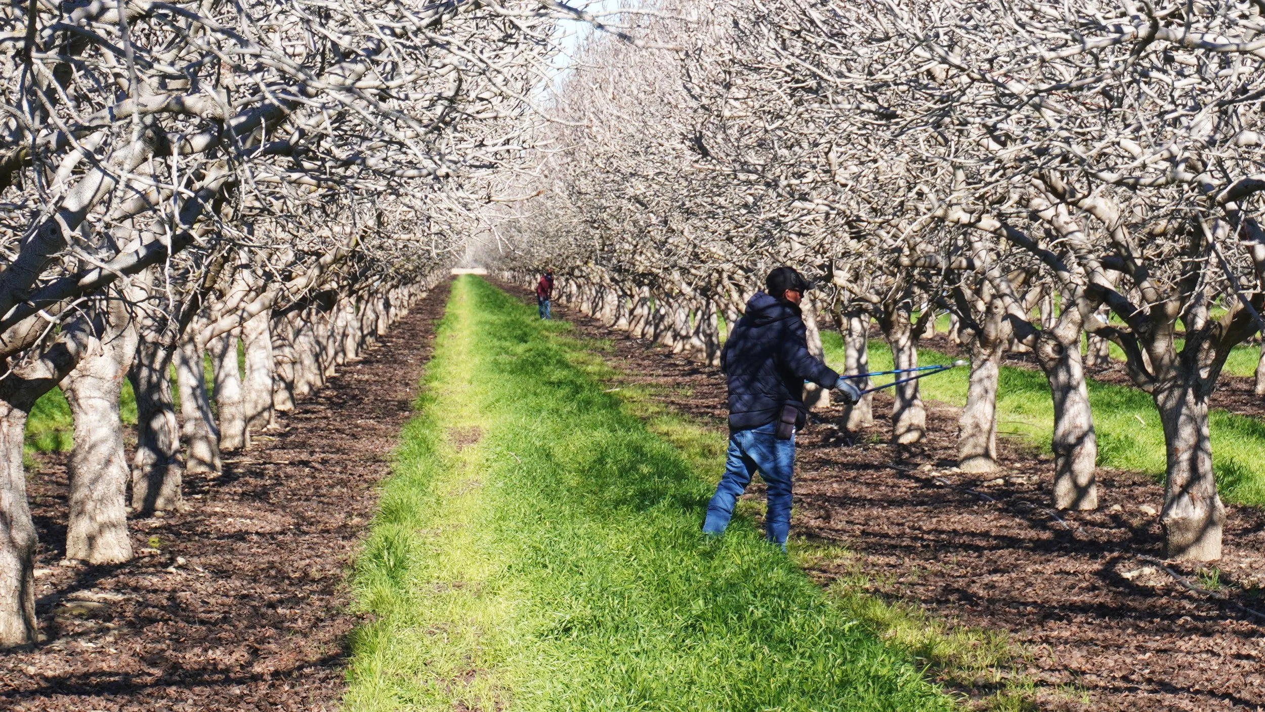 Trimming Pistachio Trees in Coalinga, CA