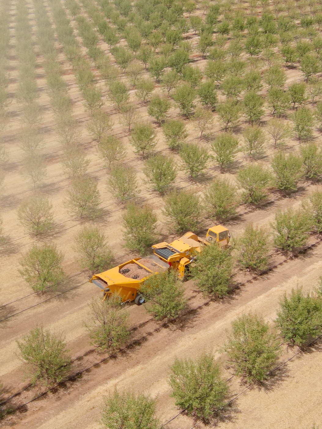 Almond Harvest Harvester California Almonds