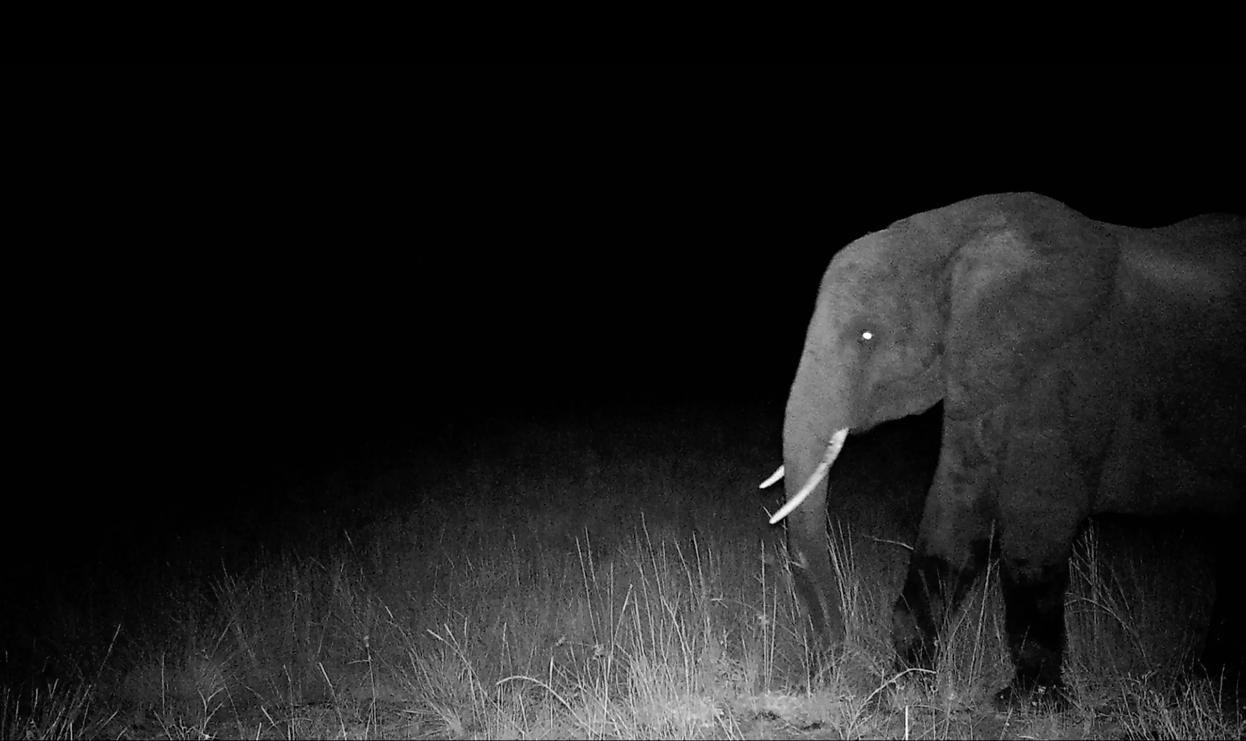 A black and white photo of an elephant walking through grass at night, illuminated by a light source.