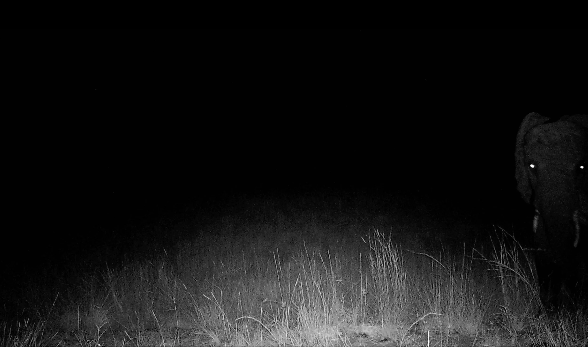 A black-and-white night landscape with tall grass in the foreground and a dark sky in the background. On the right, a large dog, possibly a Rottweiler, is partially visible standing in the grass, with its face and eyes faintly illuminated by a distan