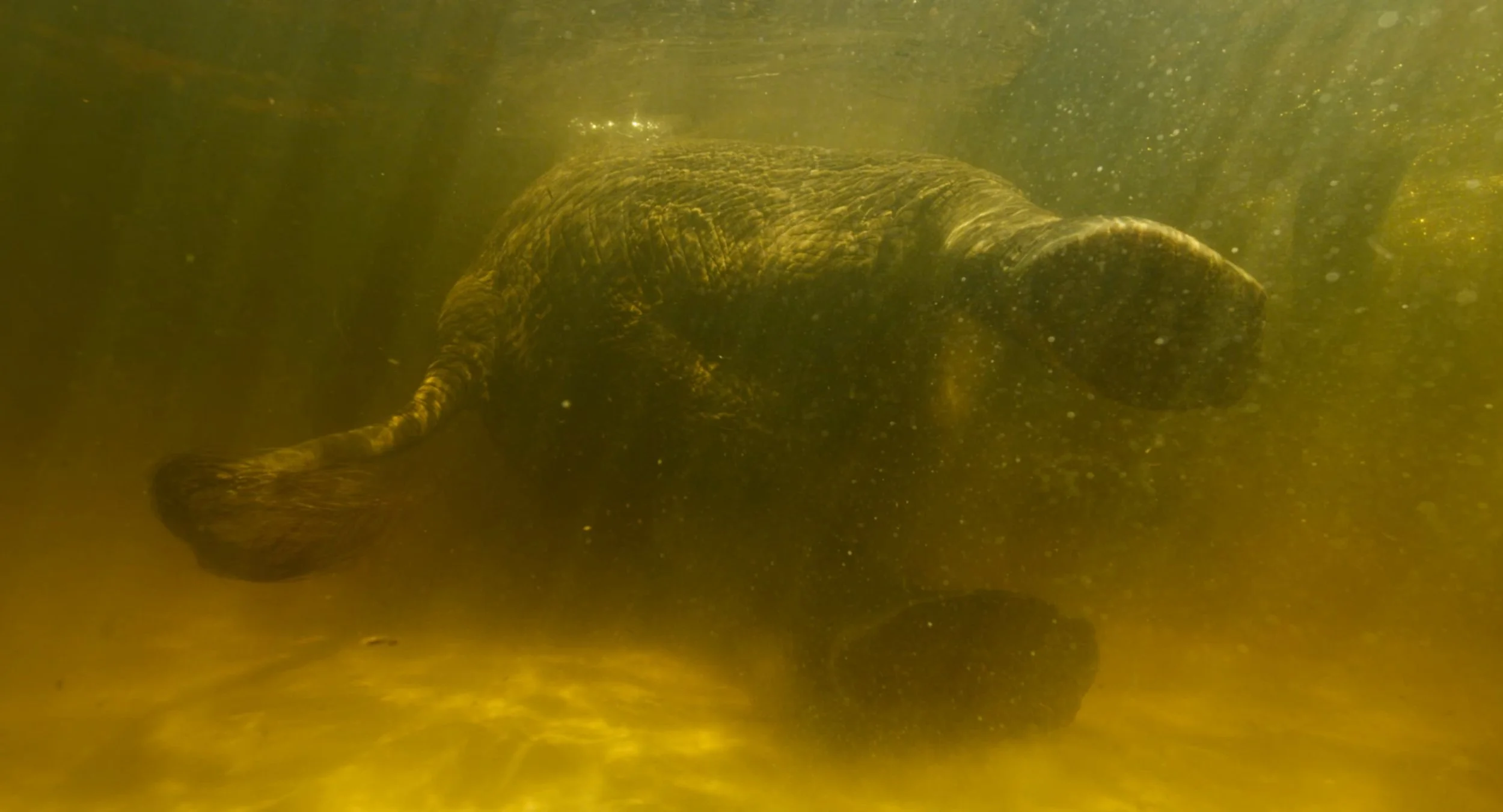An underwater scene featuring a large crocodile swimming in murky water.