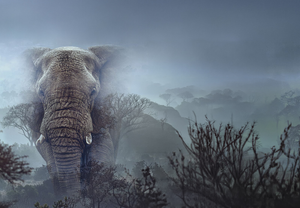 Ghost Elephants | An Epic Search for a Mythical Giant