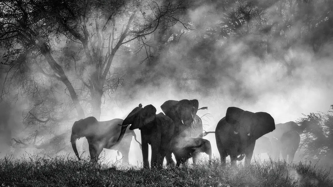 Black and white photo of elephants walking through a misty landscape with trees in the background.