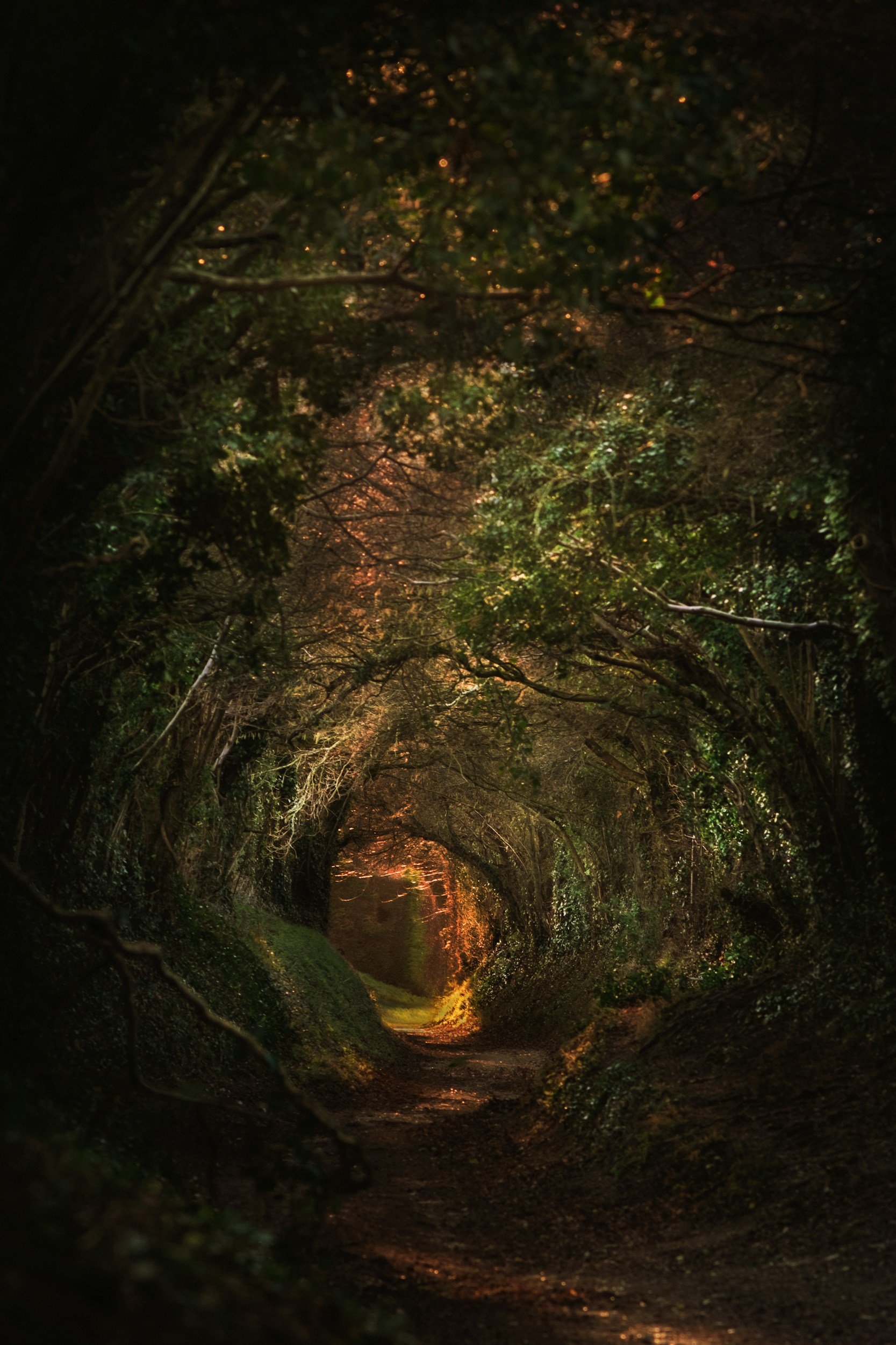 Dark forest tunnel with dense trees and green foliage, illuminated by soft orange and yellow light from the distance, creating a mysterious and enchanted atmosphere.