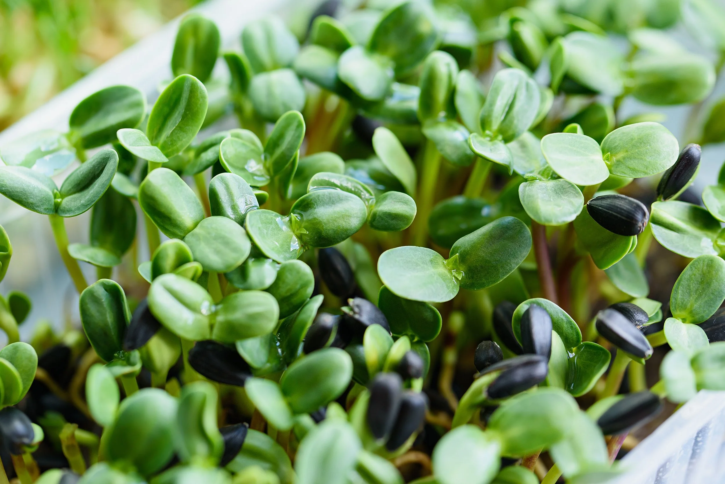 Sunflower 24 oz clamshell