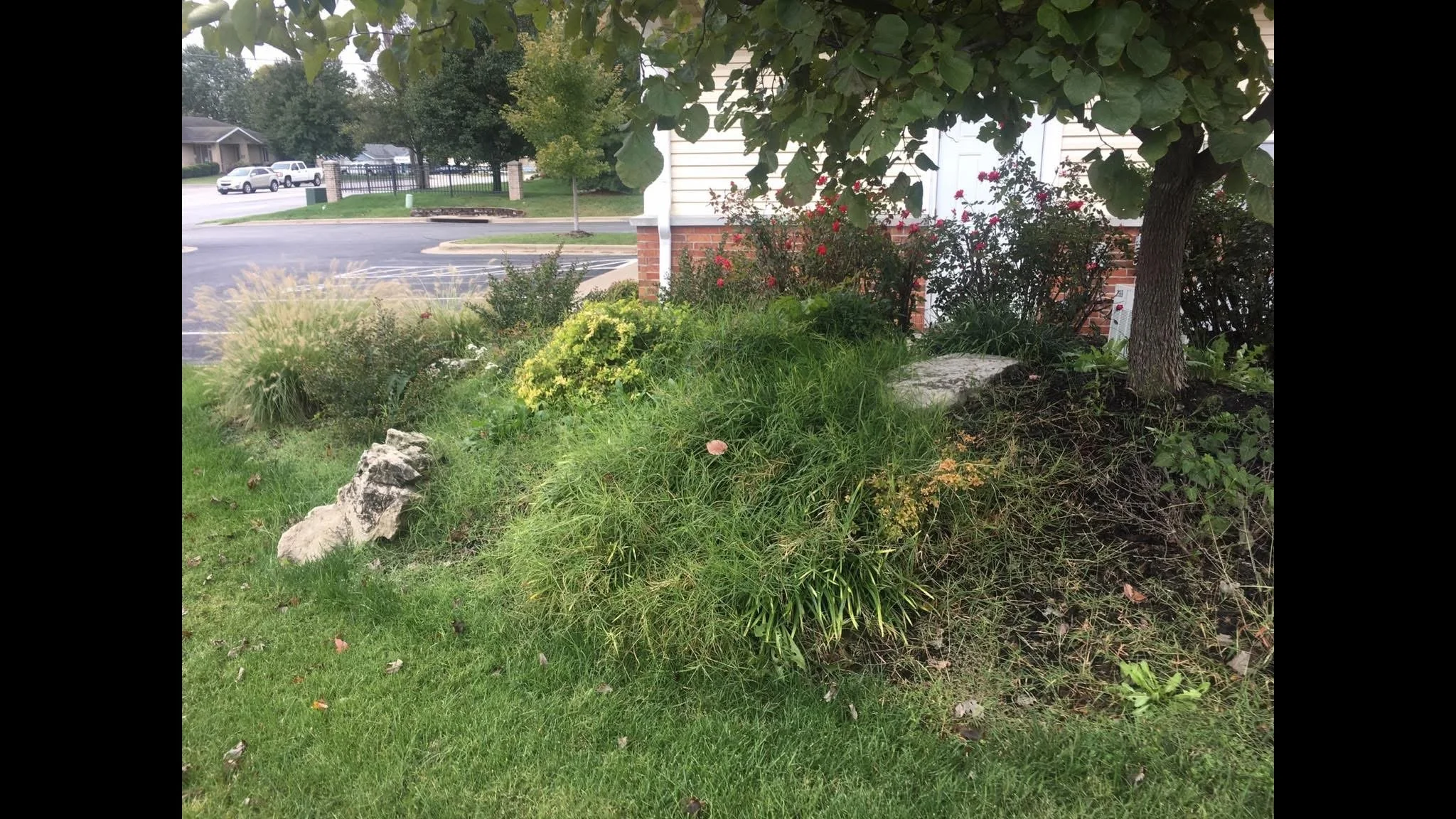A landscaped area with various green plants, rocks, and a tree in front of a house and a parking lot in the background.