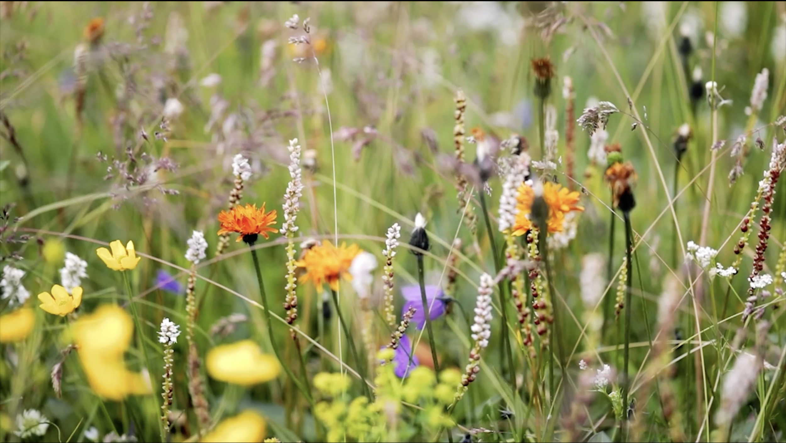 Claudia_Swierczek_Blumen_1.png
