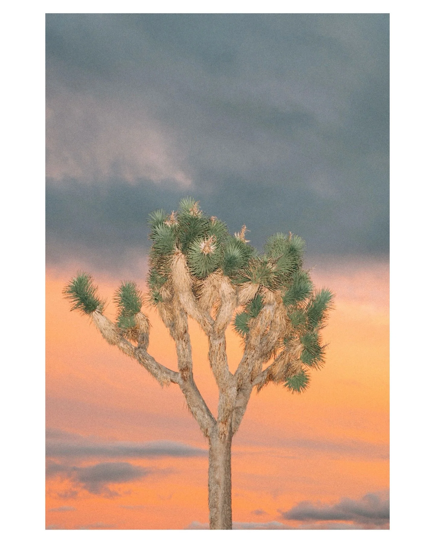 Yucca Mesa sunset

Select images from this series are available as fine art prints in my print shop.
Link in bio.

kateshearerstudio.com